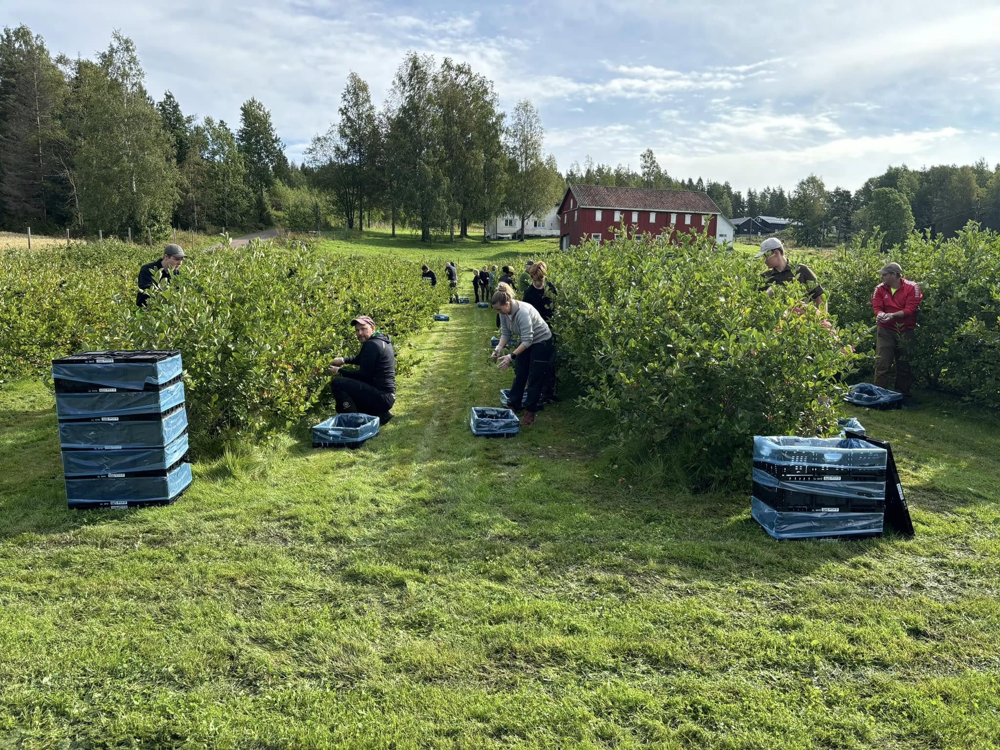 Mange mennesker på selvplukk