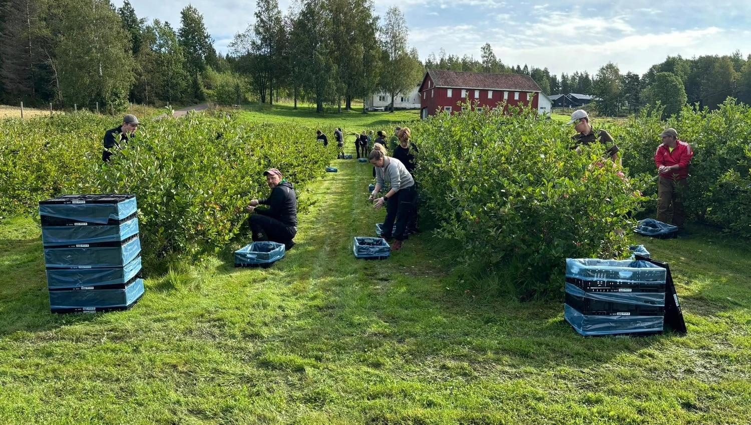 Mange mennesker på selvplukk