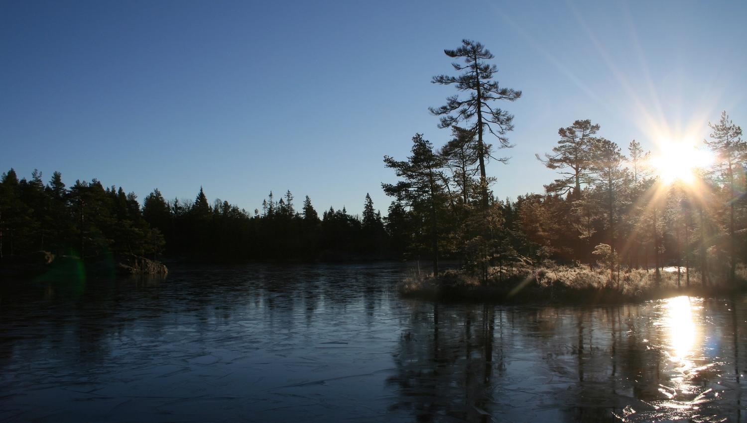 Tur i skogen