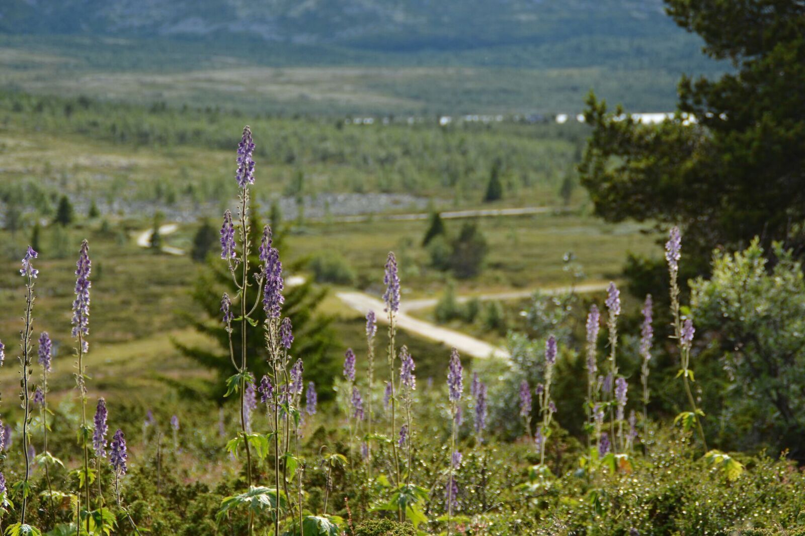 Flaksjølihøgda