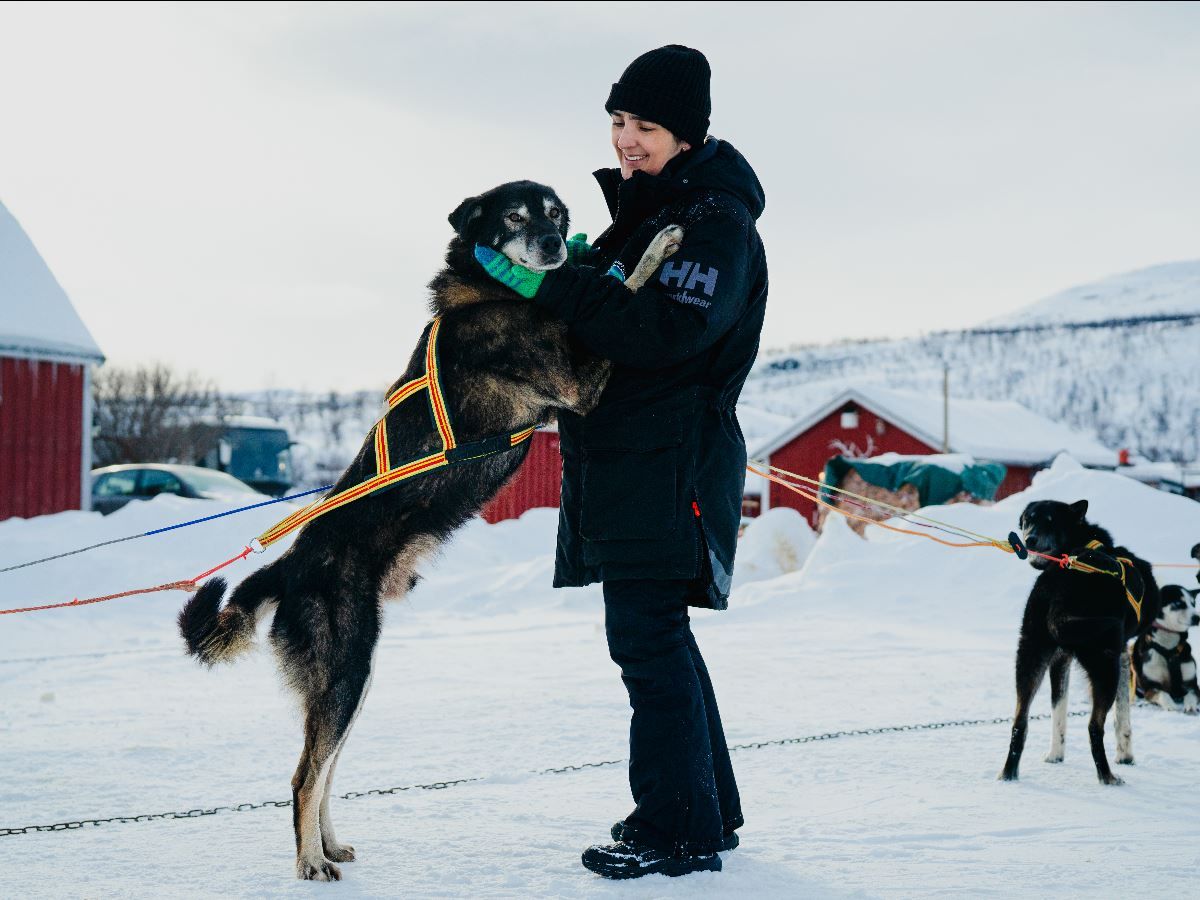 Husky greeting a musher at the camp