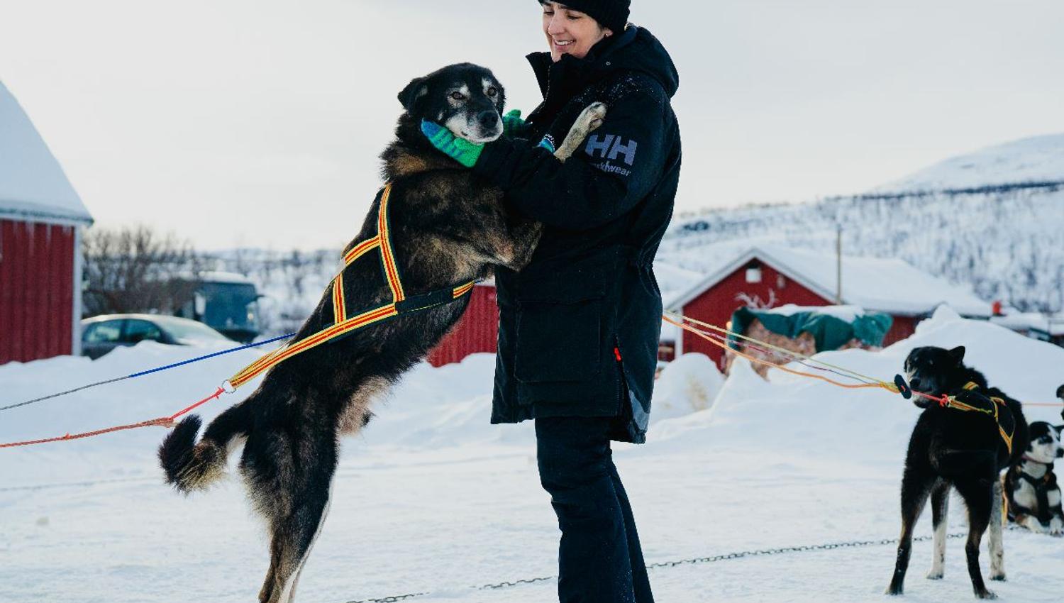 Husky greeting a musher at the camp