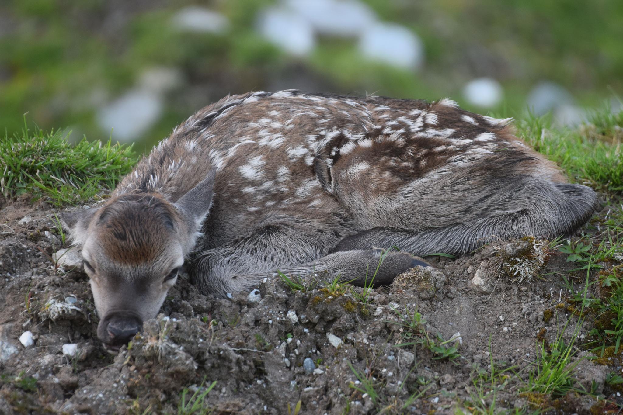 Nordfjord deer Farm | Nave
