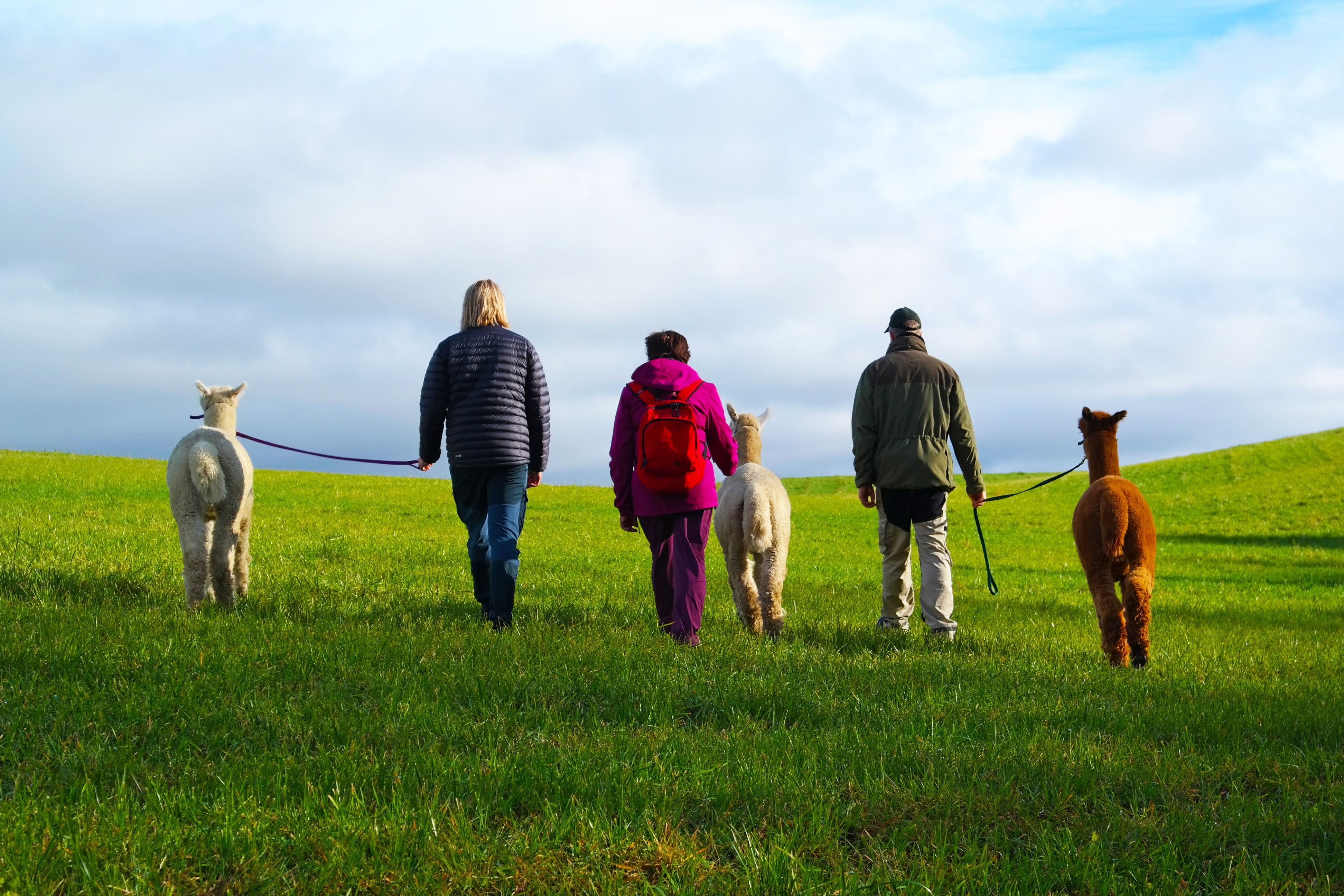 people walking with alpacas 