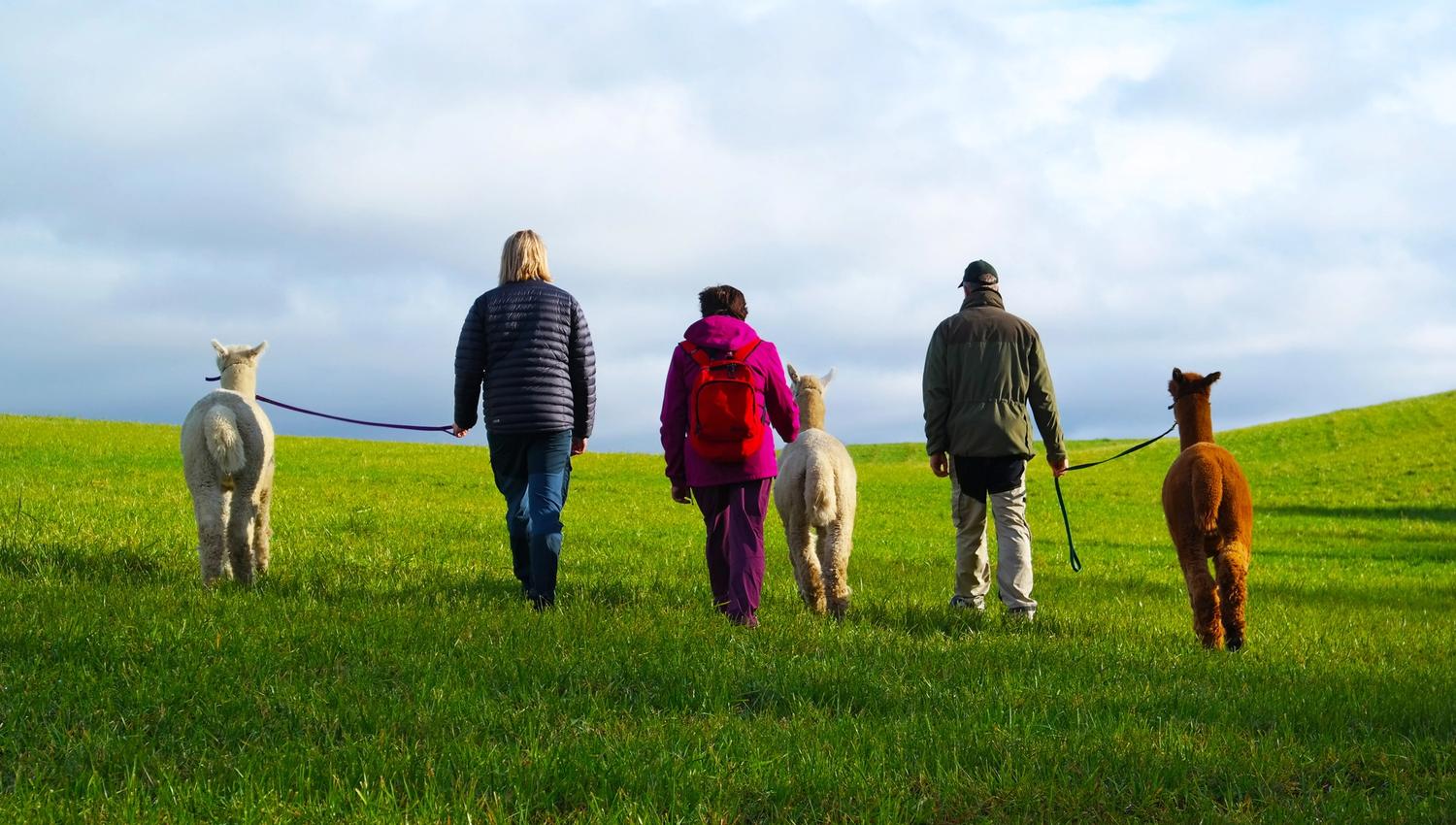 people walking with alpacas