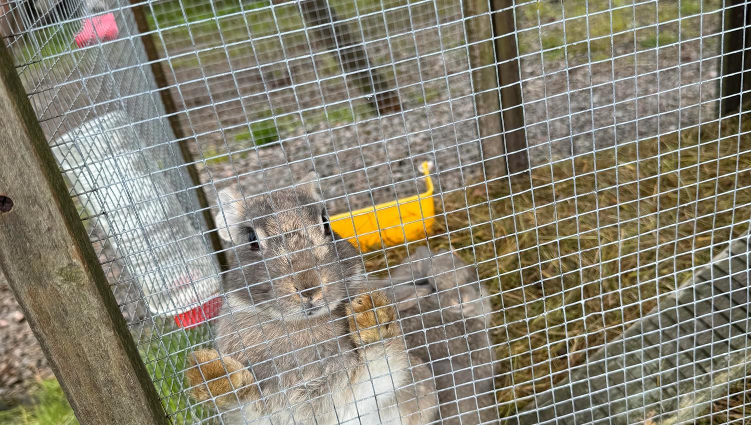 Brown rabbit in a cage at Høgetveits Nature Camp