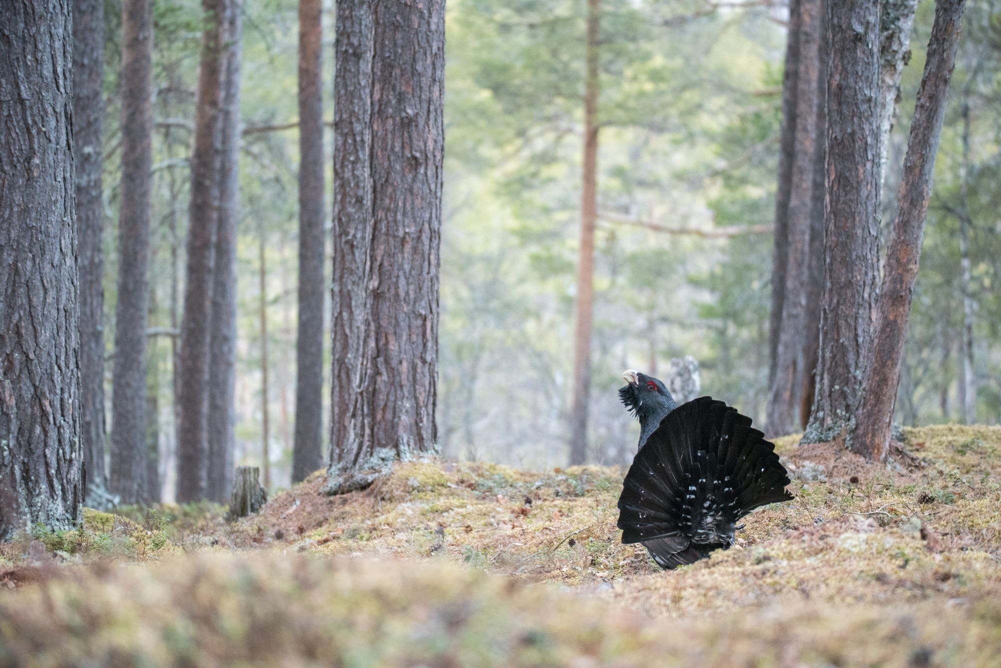 Capercaillie display from photo hide