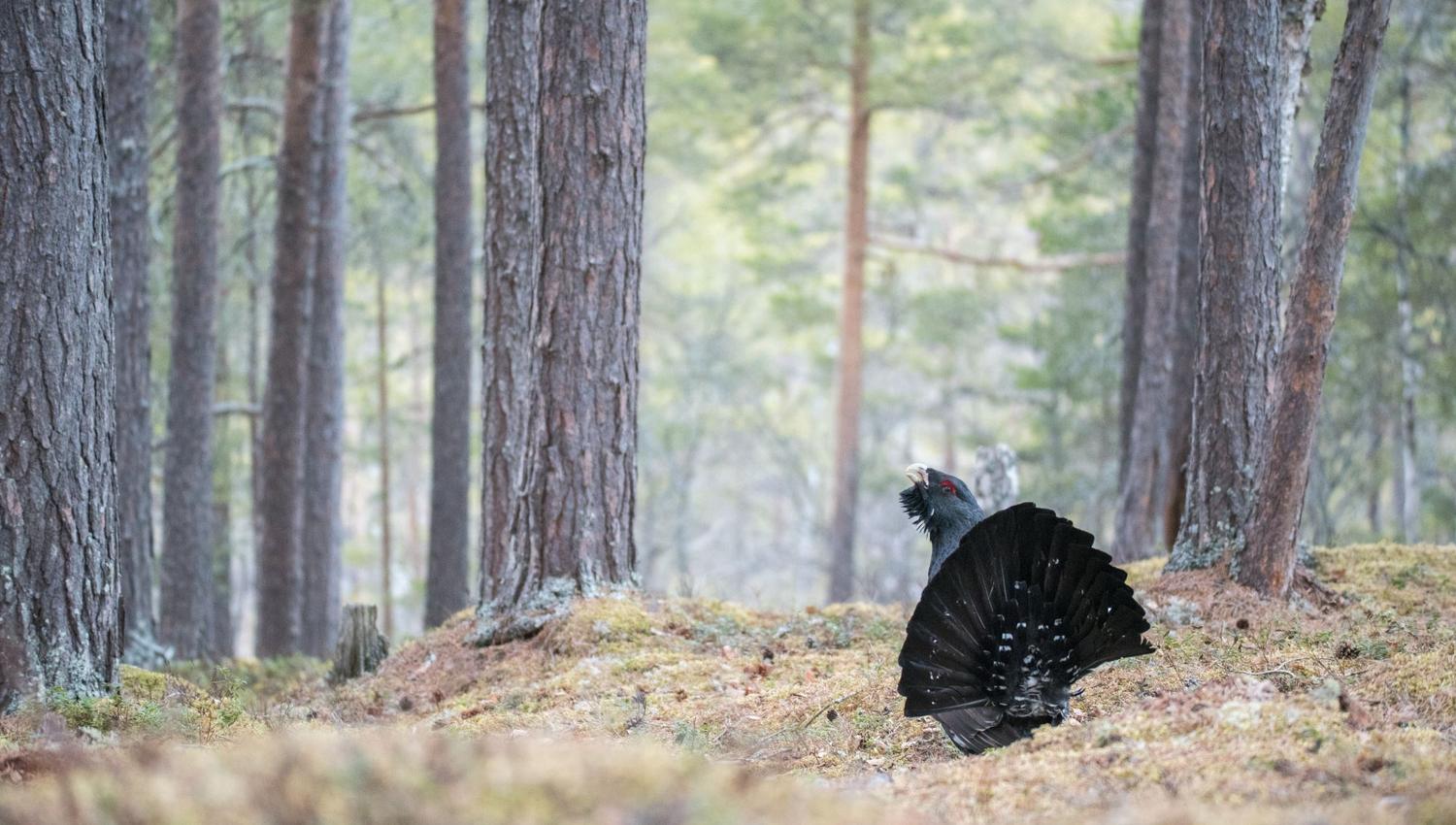 Capercaillie display from photo hide