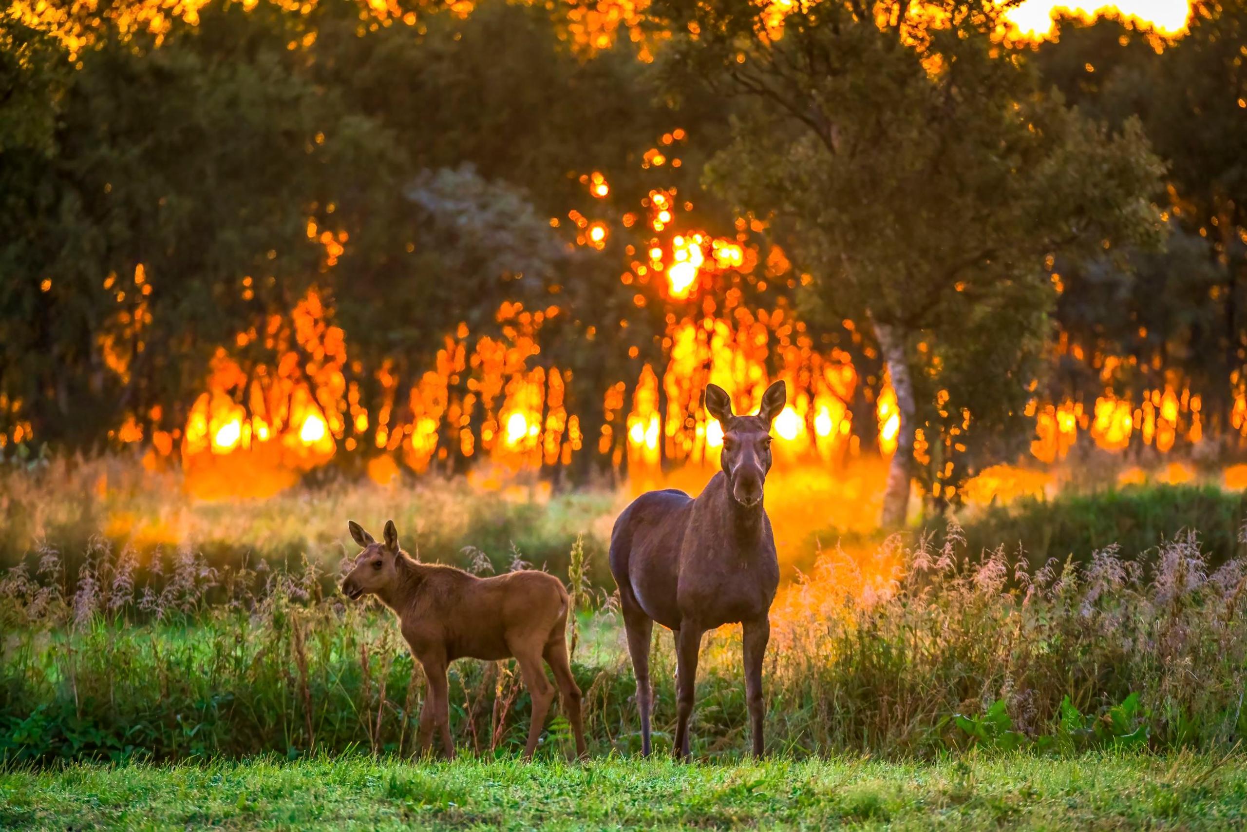 Moose safari - Vesterålen Tours