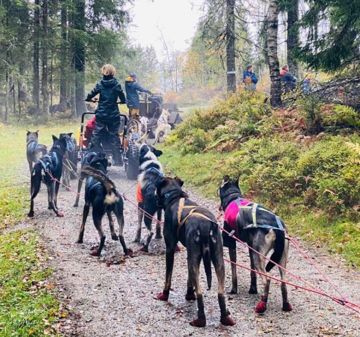 Bergvang Farm - Dog Sledding