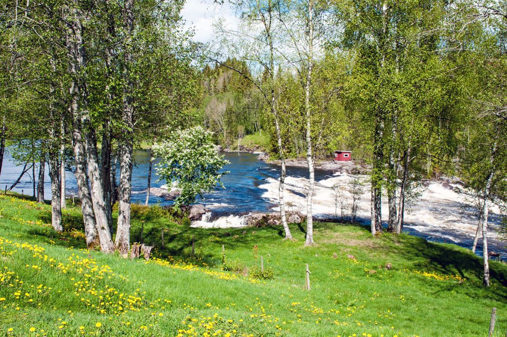 Green lawn with tree next to the waterfall in the river