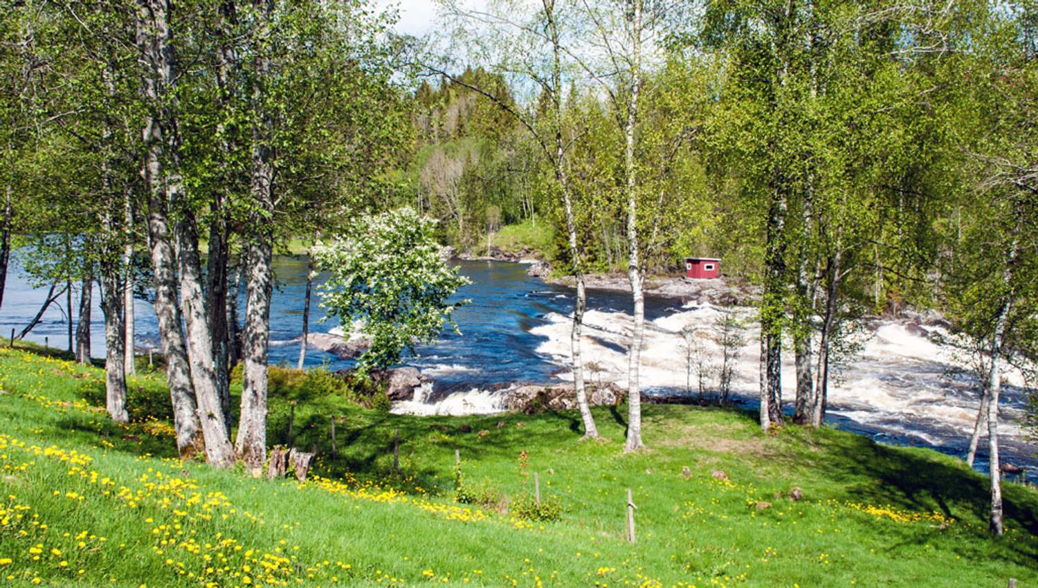 Green lawn with tree next to the waterfall in the river