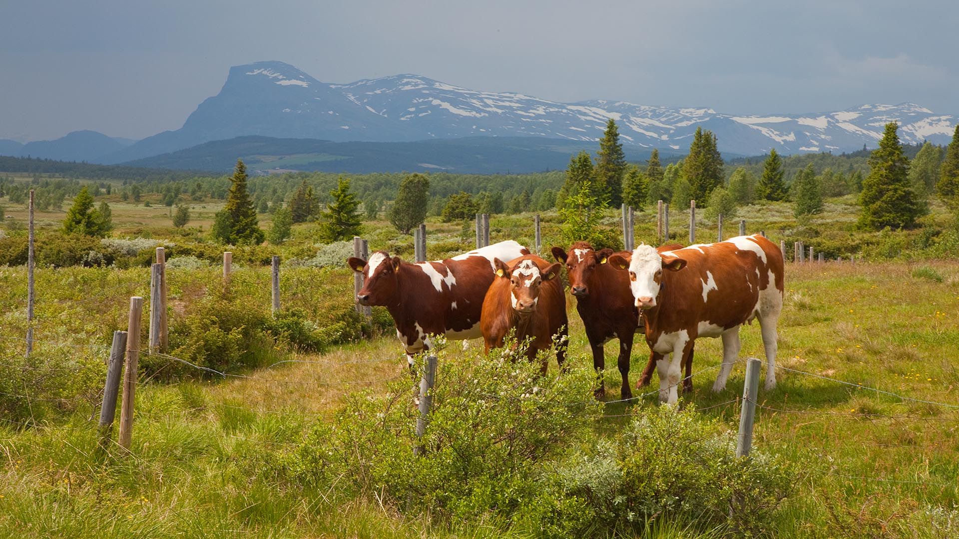 Cows grazing on the mountain plateau.