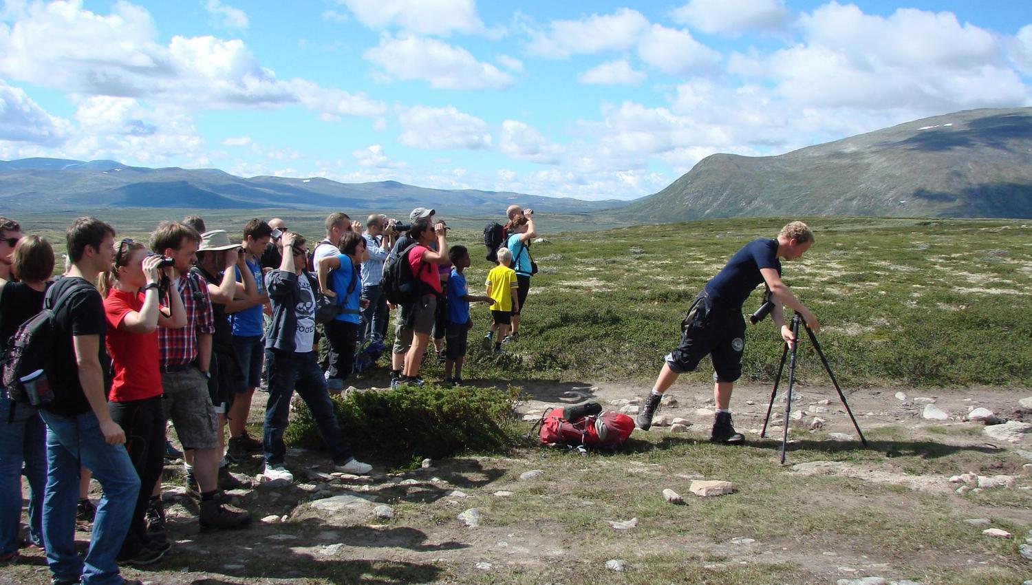 The first musk-ox is observed!