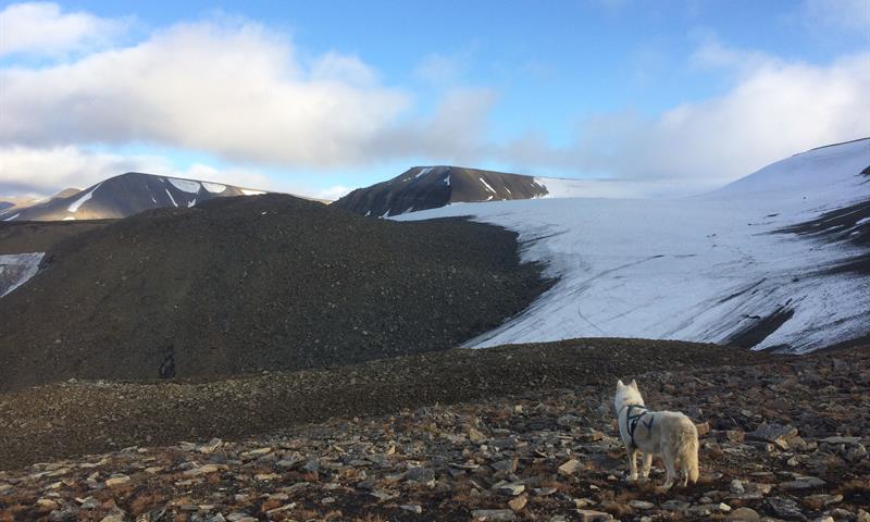 A dog in mountainous terrain with a glacier in the background