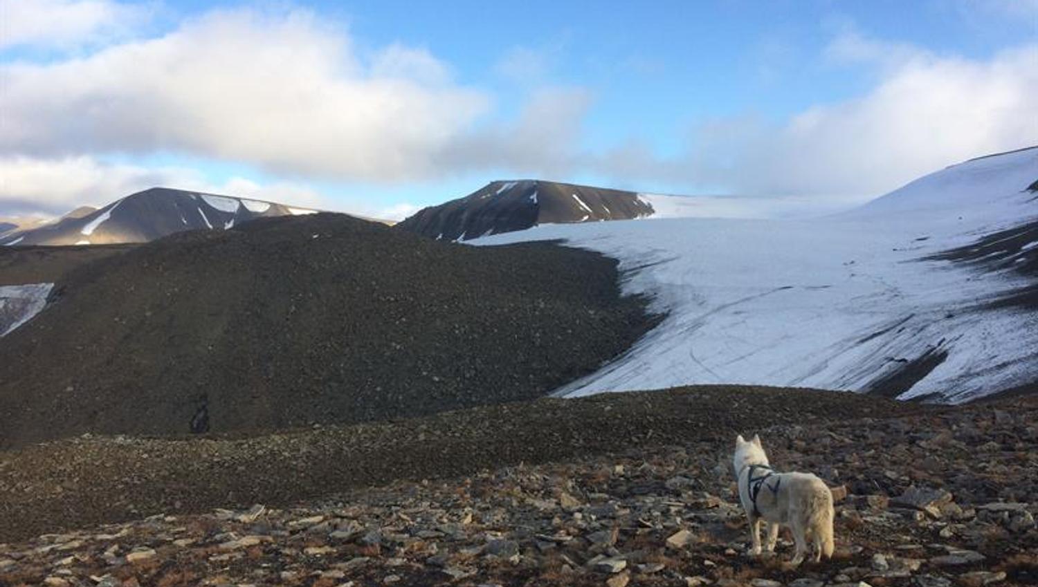 A dog in mountainous terrain with a glacier in the background