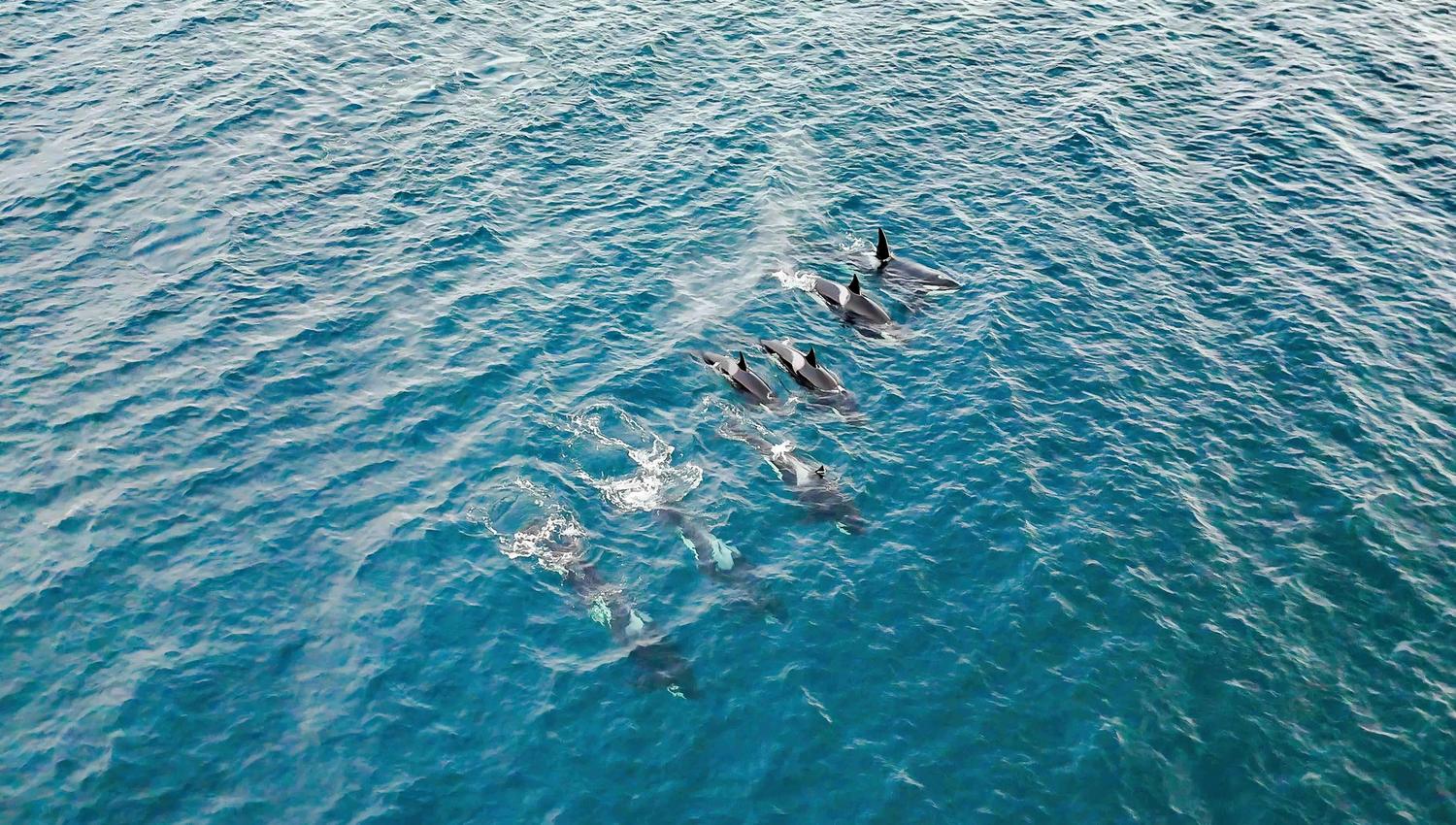 Un groupe de dauphins nageant dans une mer bleue claire.