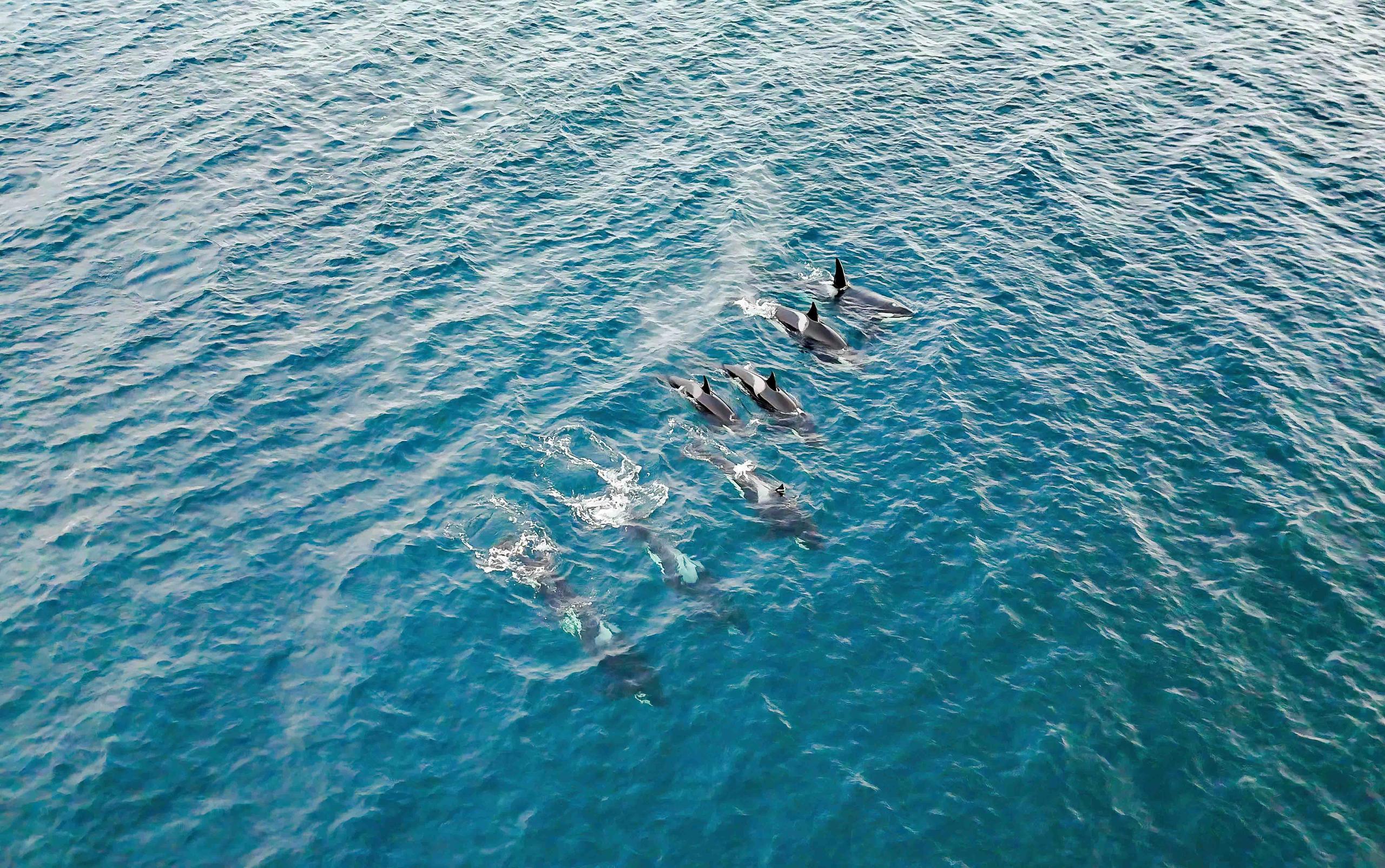 Un groupe de dauphins nageant dans une mer bleue claire.