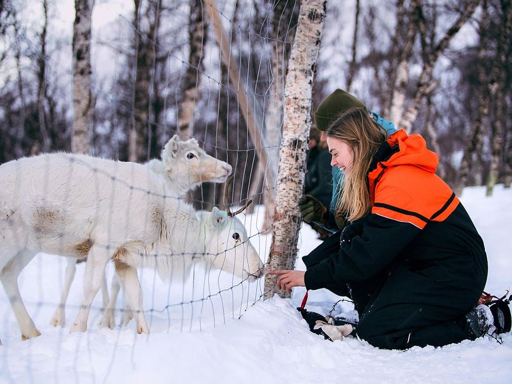 Two guests greeting reindeer behind a fence