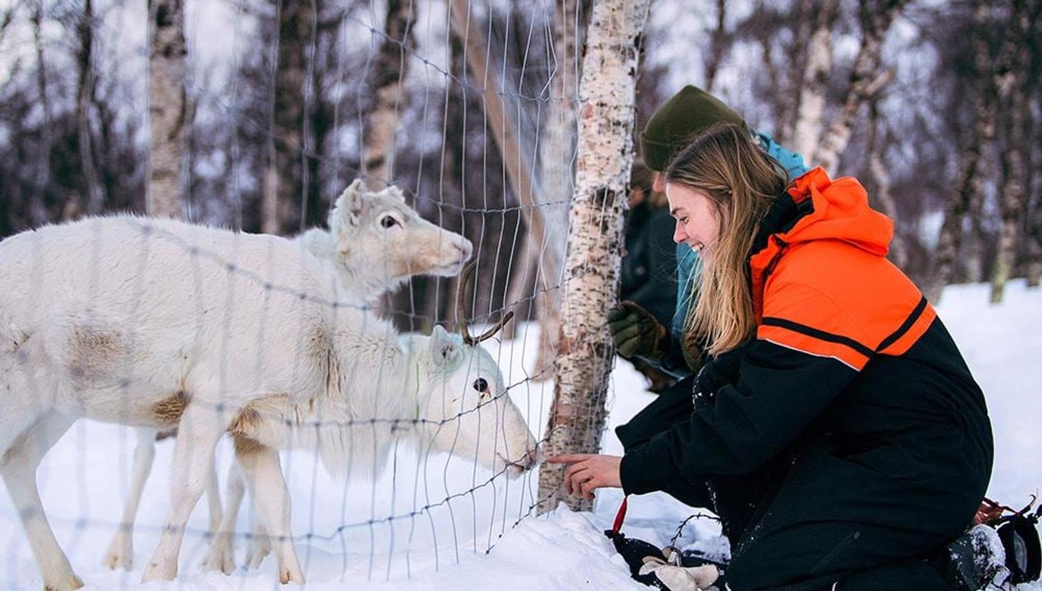 Two guests greeting reindeer behind a fence