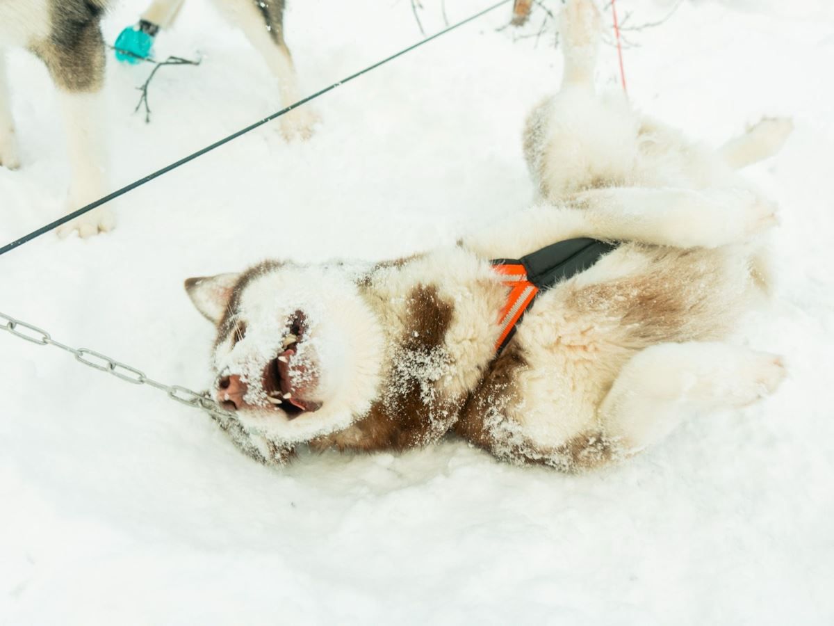 Husky resting in the snow while wearing its harness