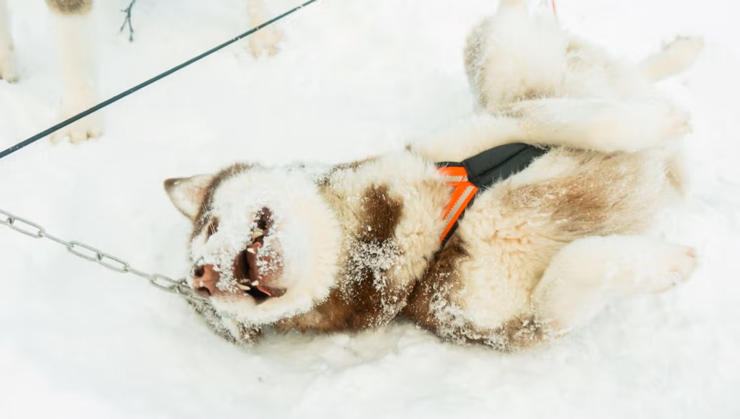 Husky resting in the snow while wearing its harness