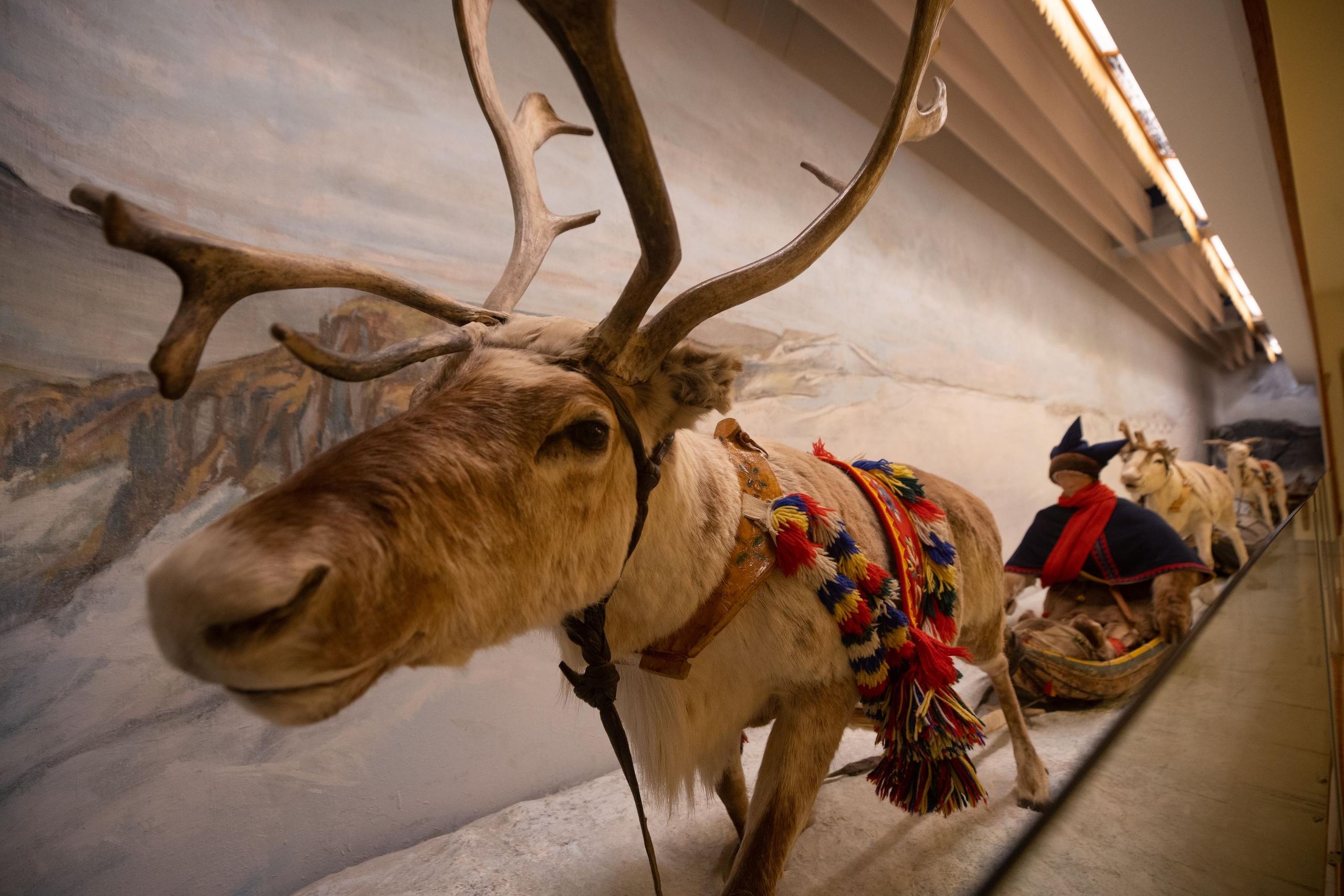 Reindeer and exhibition objects presenting Sámi culture and reindeer husbandry at the Arctic University Museum of Norway.
