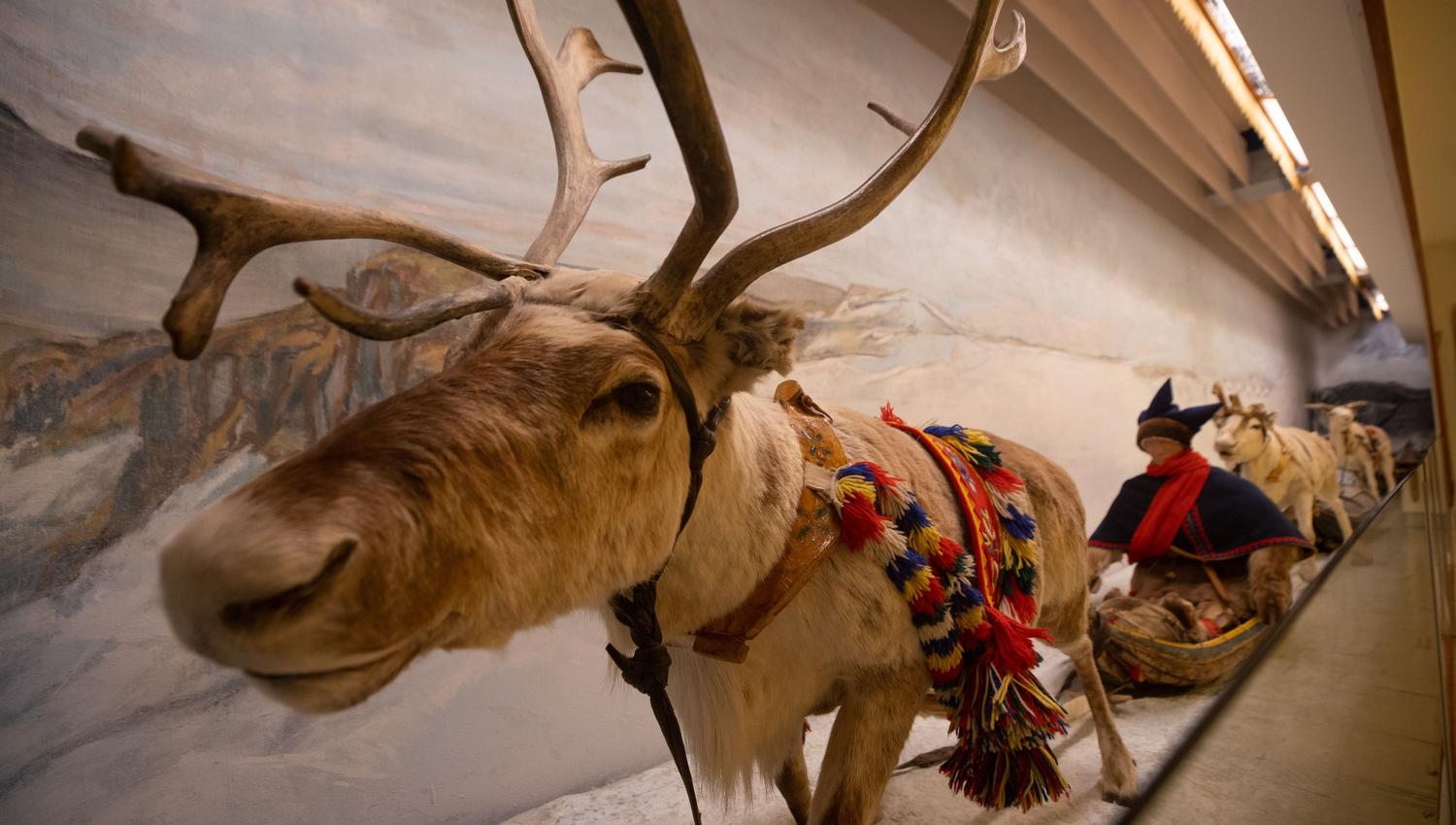Exhibition at The Arctic University Museum of Norway