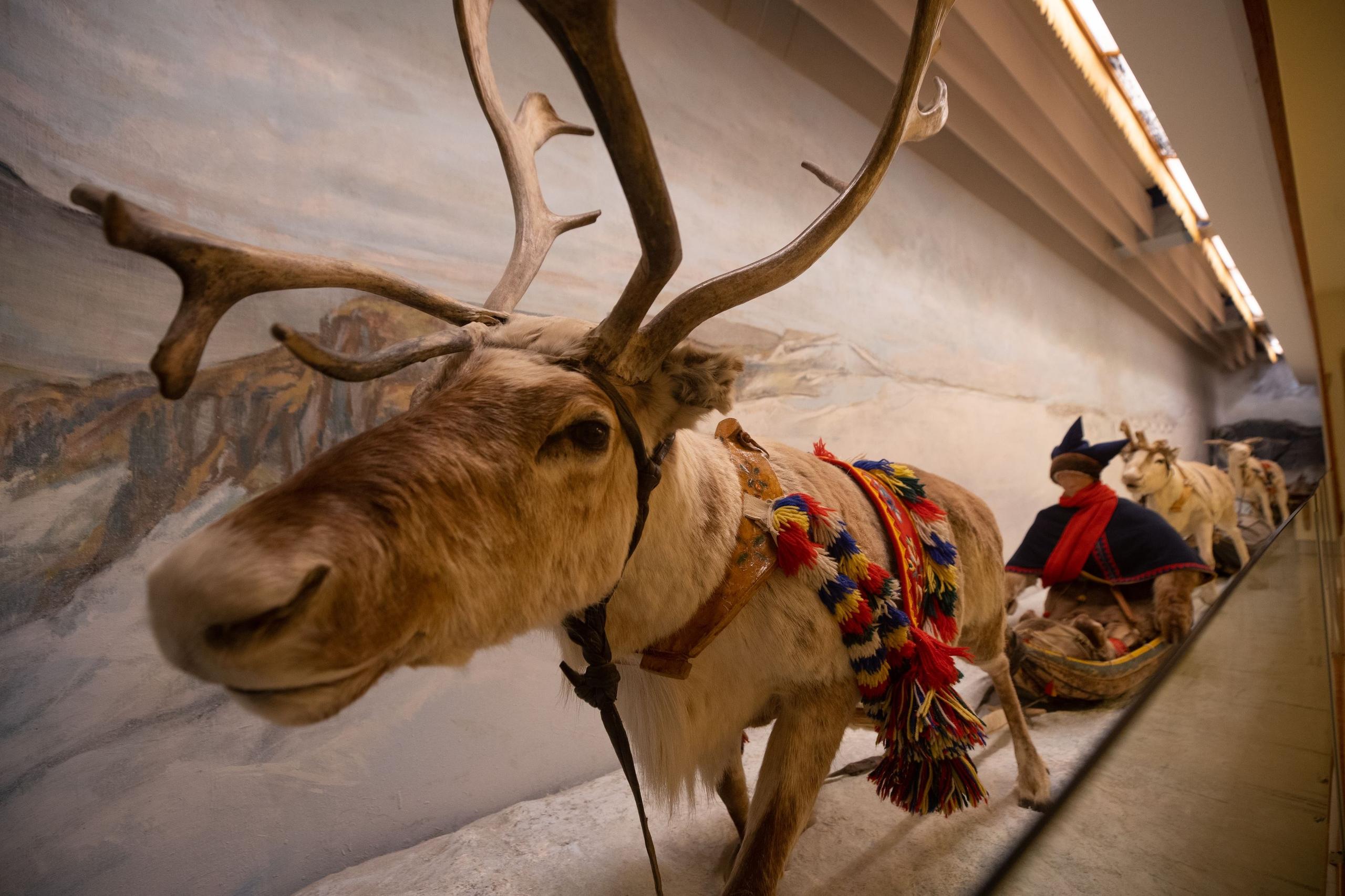 Reindeer and exhibition objects presenting Sámi culture and reindeer husbandry at the Arctic University Museum of Norway.