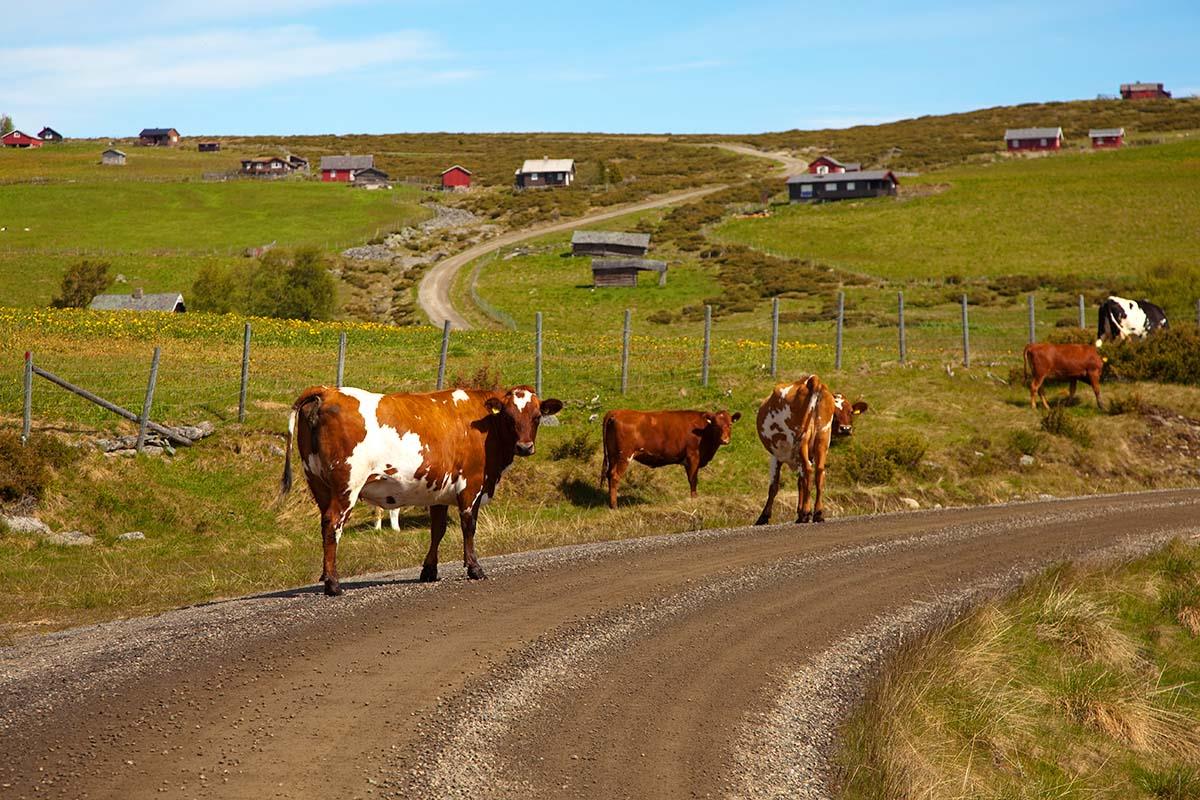 Kuer langs veien i Gauklia.