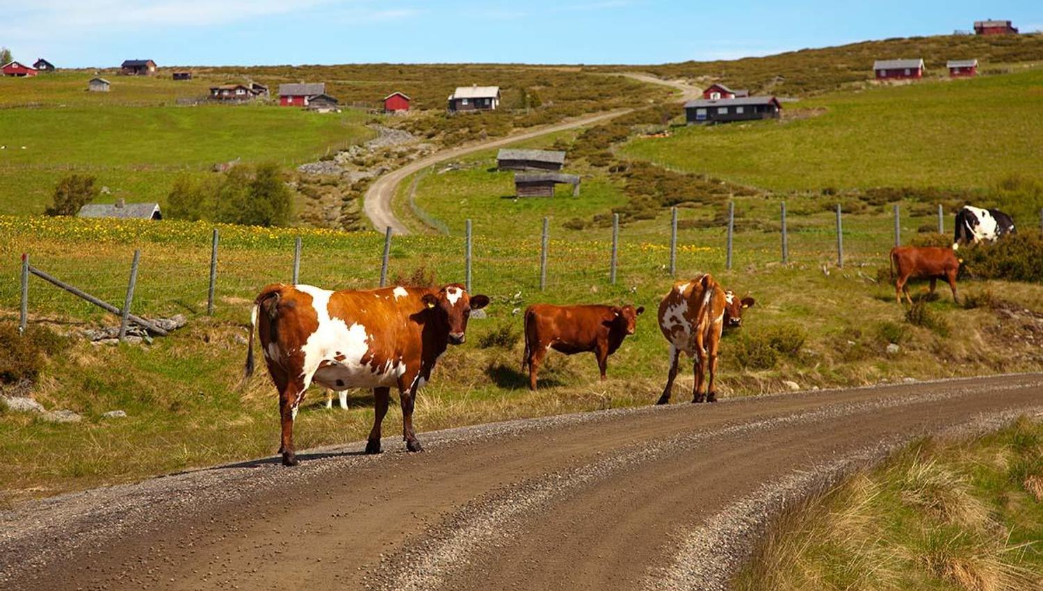 Kuer langs veien i Gauklia.