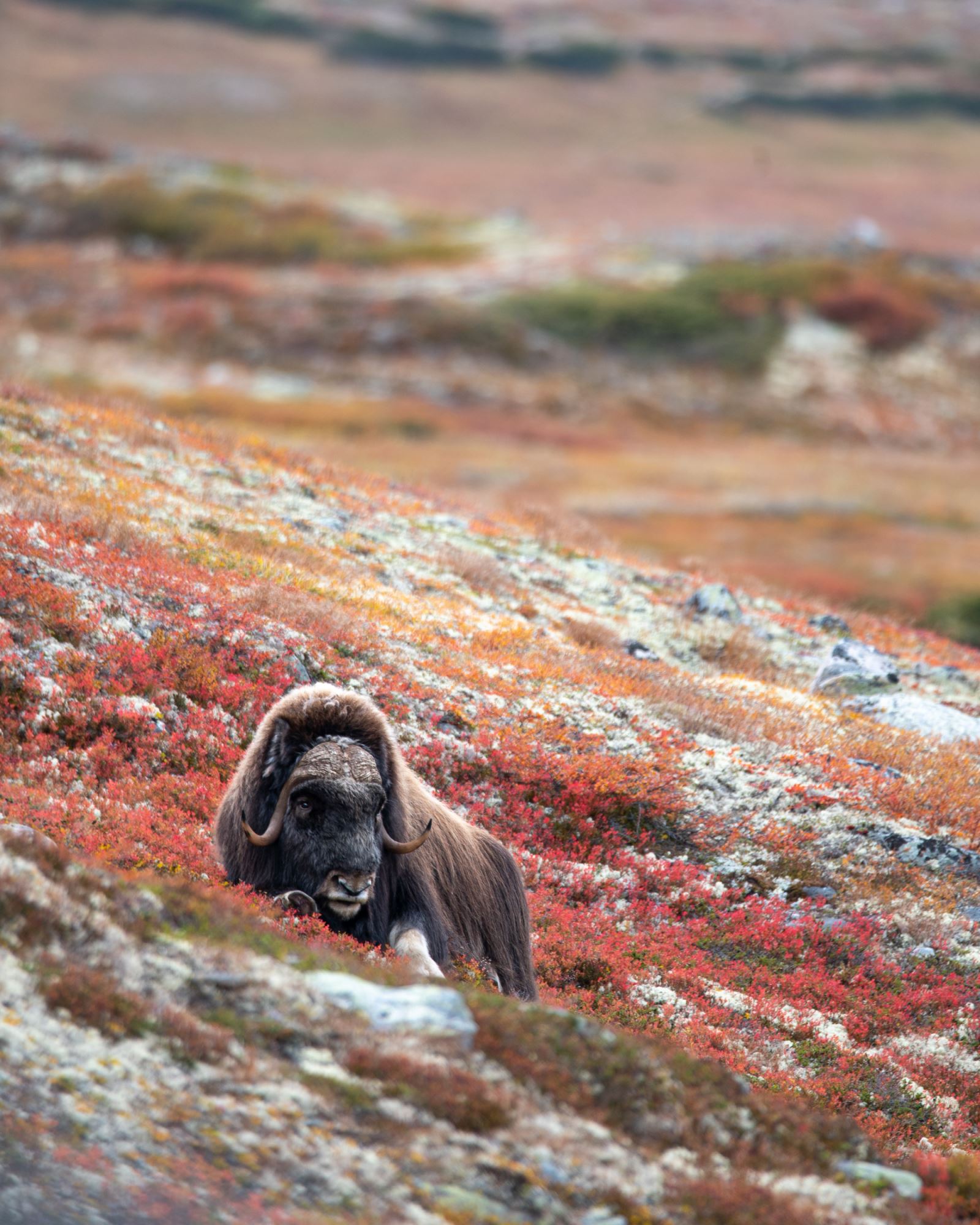 Musk Ox Safari Personal Tour, 2 days