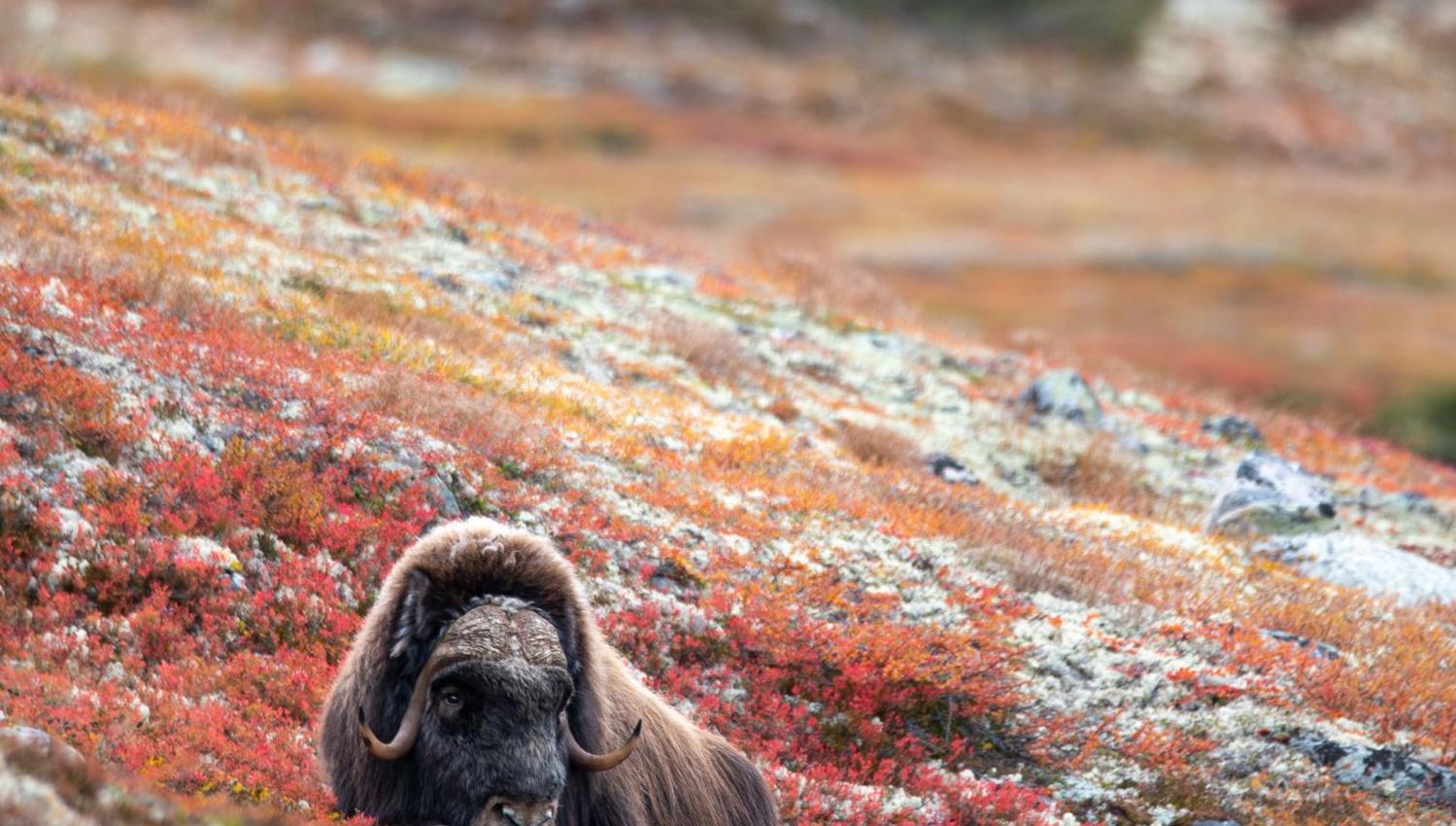 Musk Ox Safari Personal Tour, 2 days