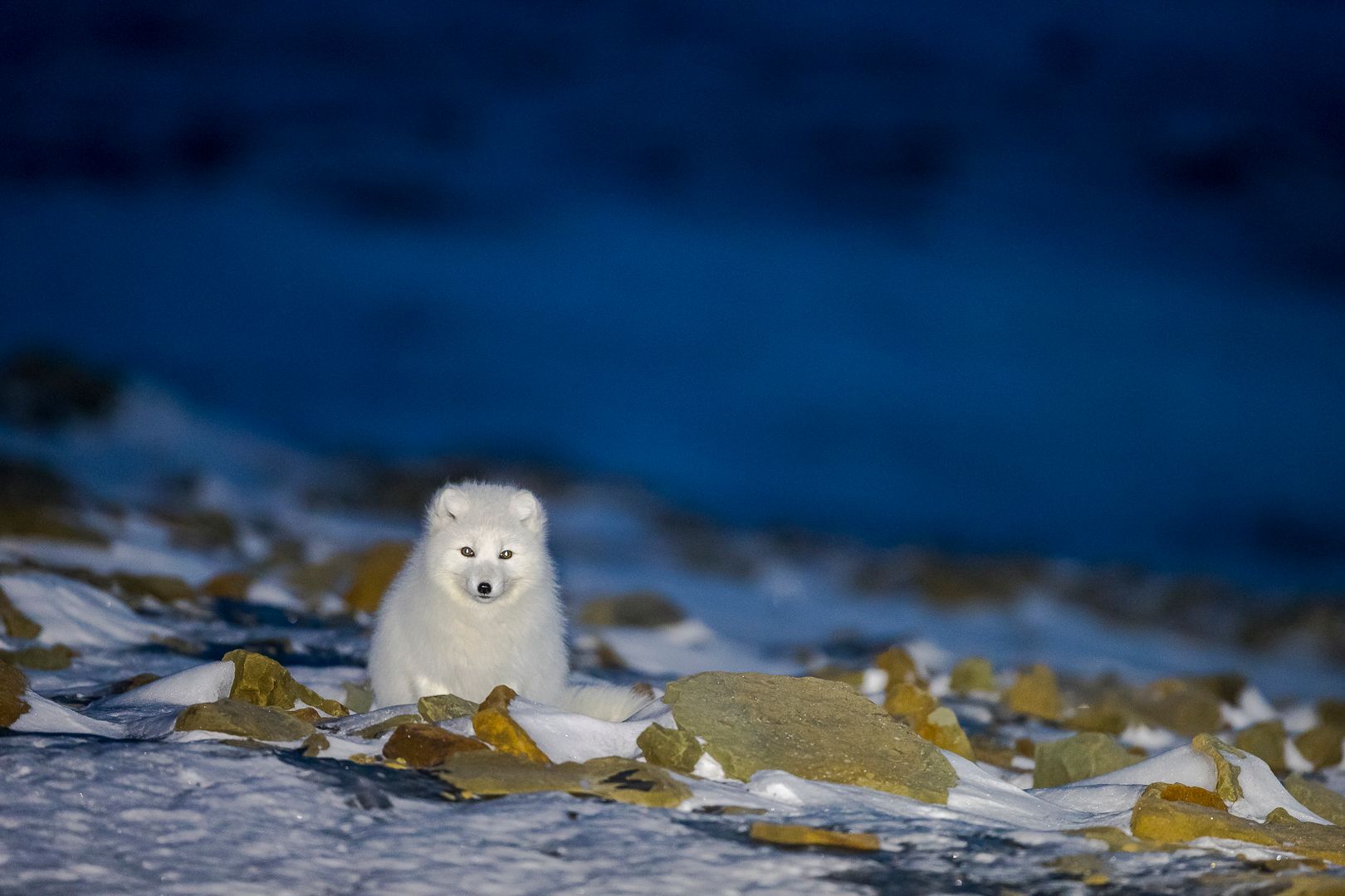 White polarfox starring at the camera 