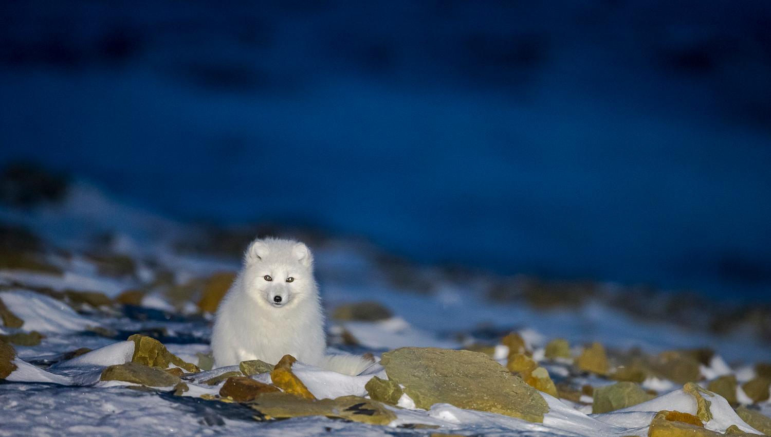 White polarfox starring at the camera