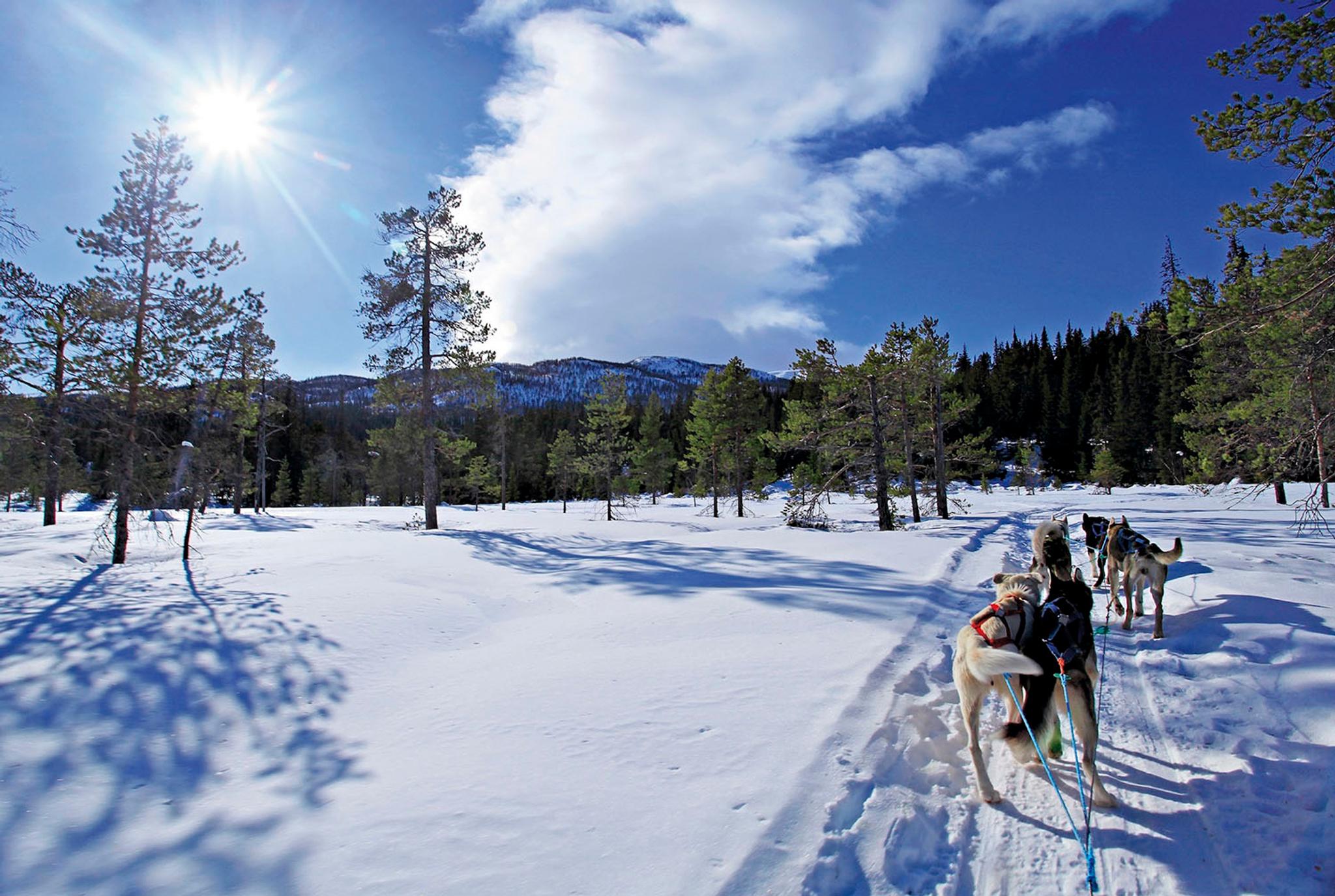 Dog team sledding through open forest