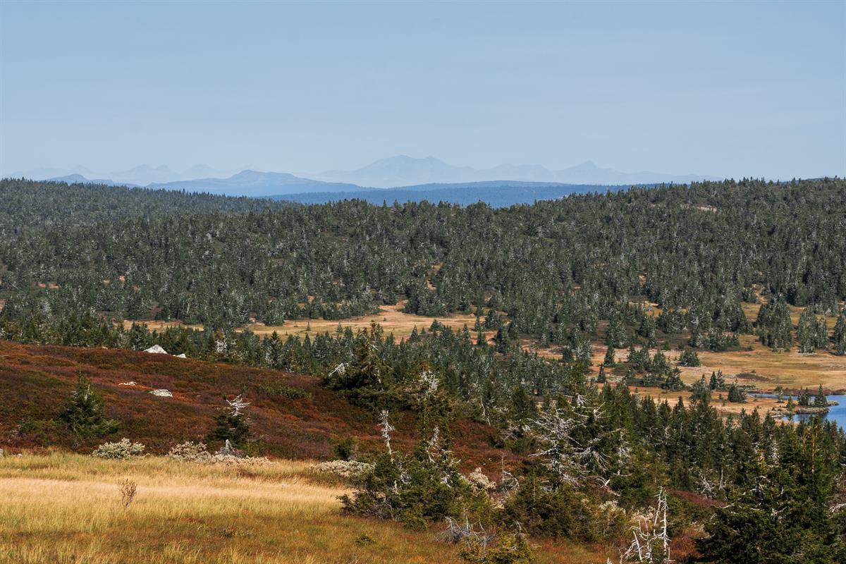 View over forest and valley from a ridge