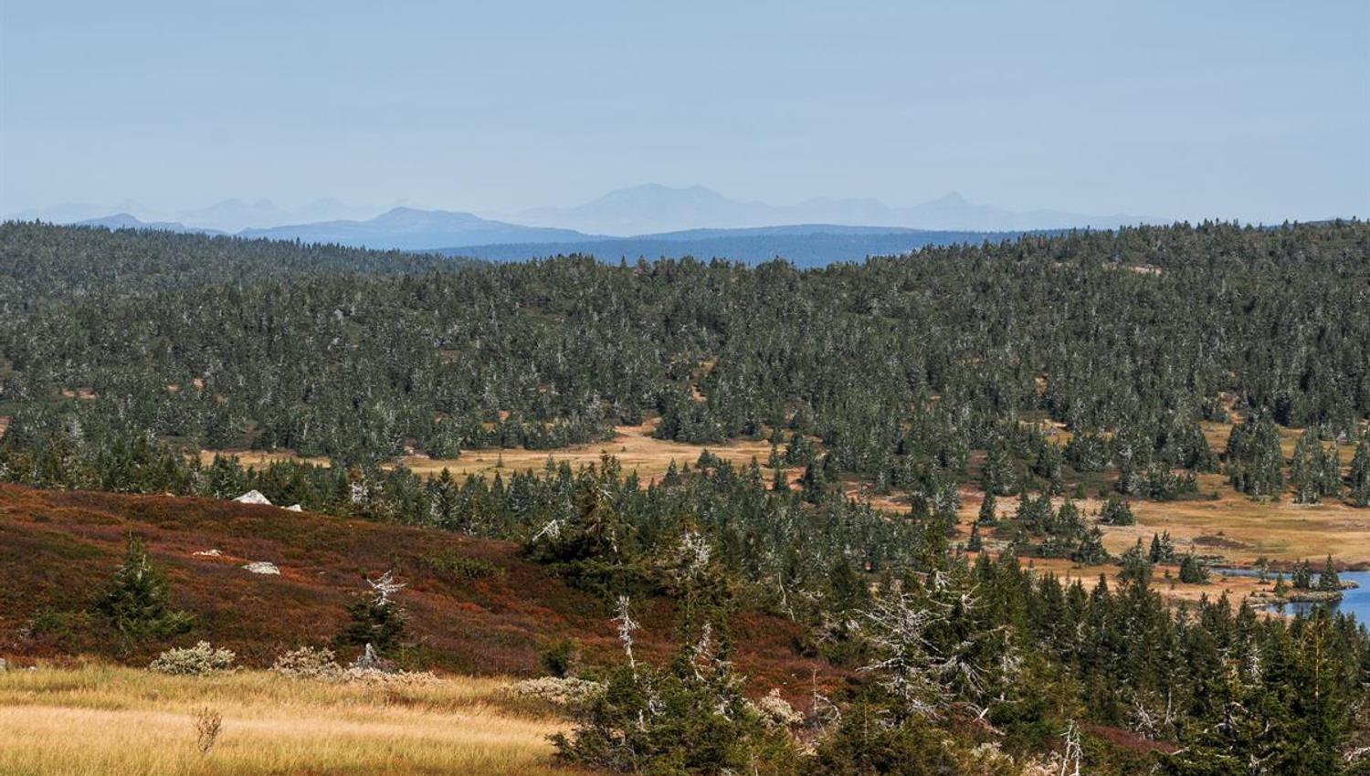 View over forest and valley from a ridge