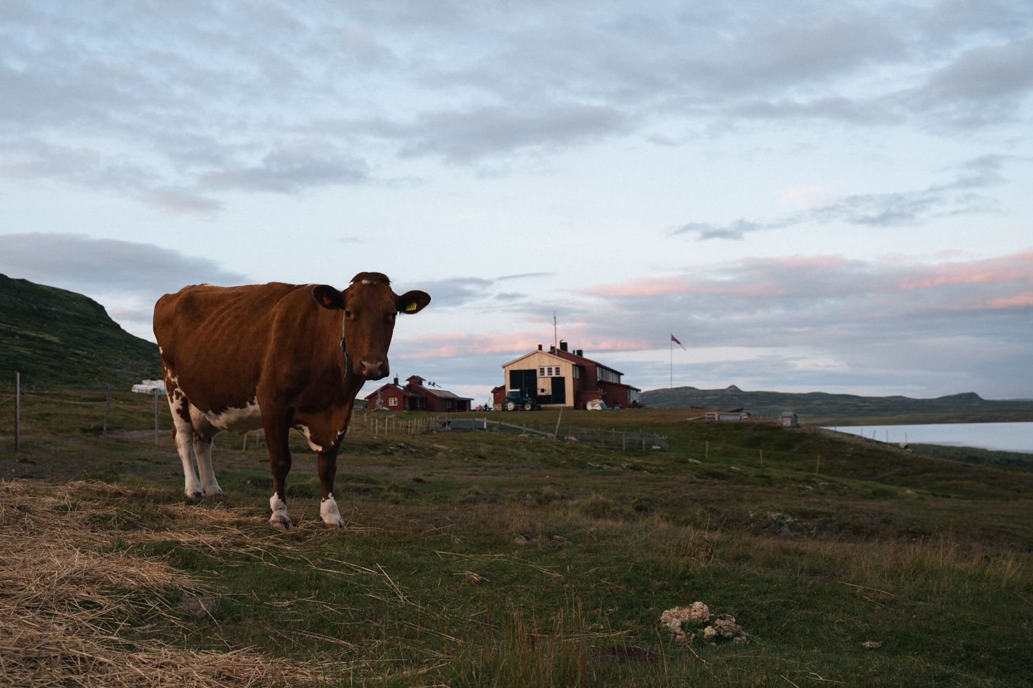 A cow gazing at the photographer with the mountain lodge in the background.