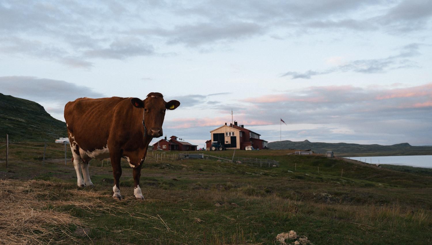 A cow gazing at the photographer with the mountain lodge in the background.
