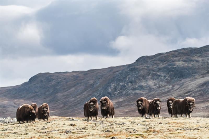 Flott moskus på Dovrefjell