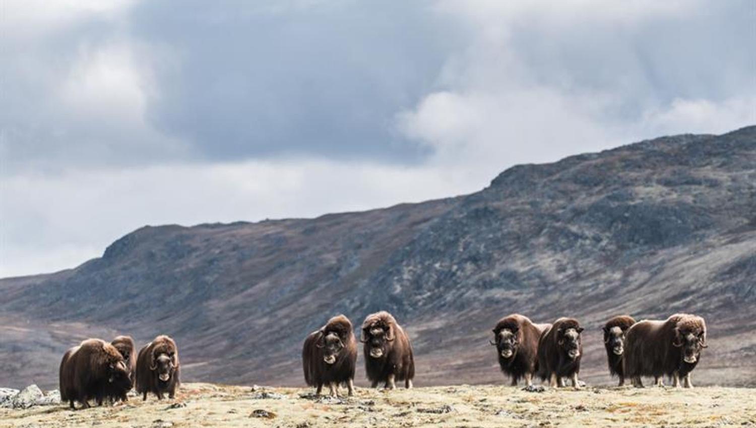 Flott moskus på Dovrefjell