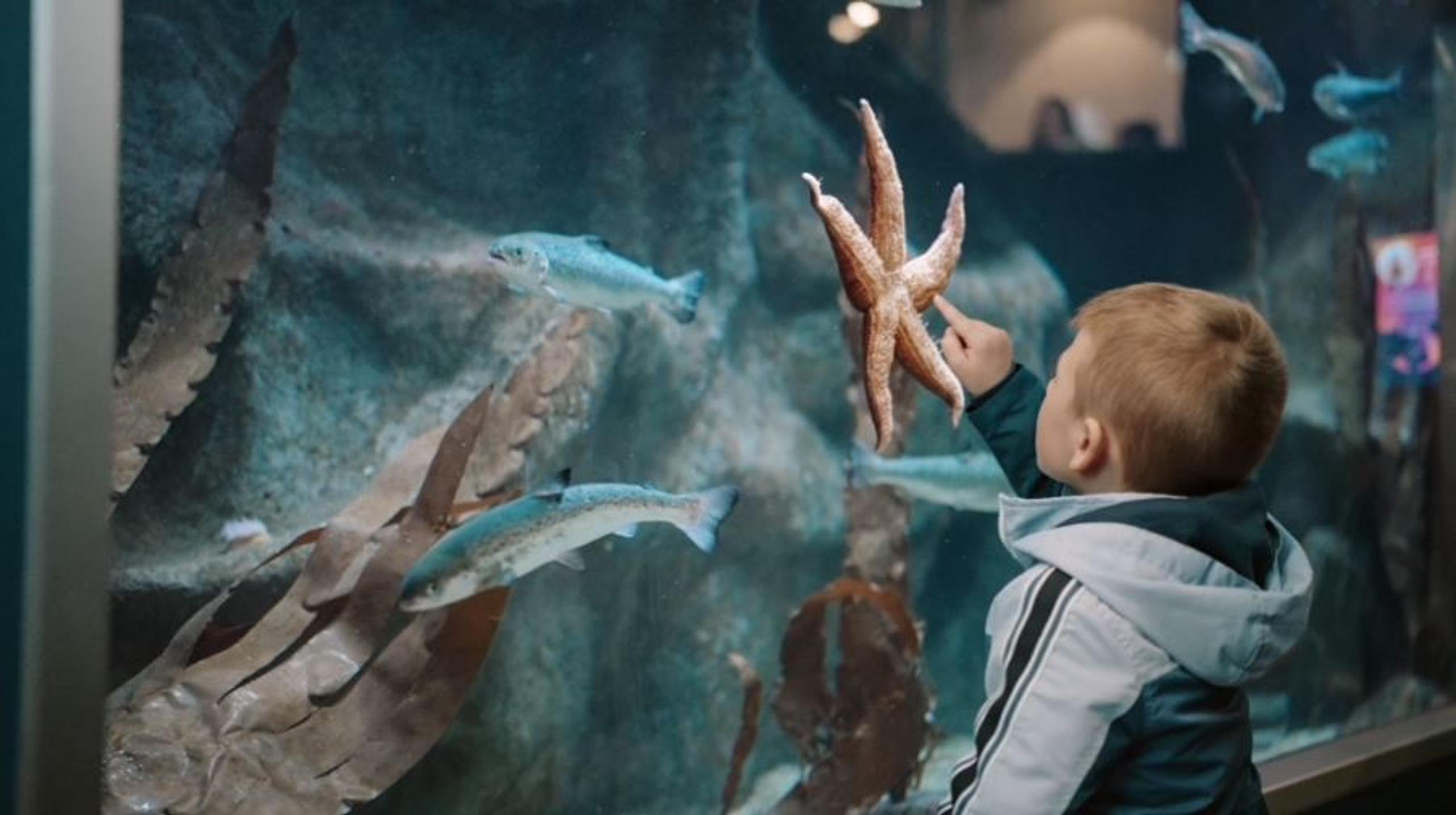 A child pointing at a starfish