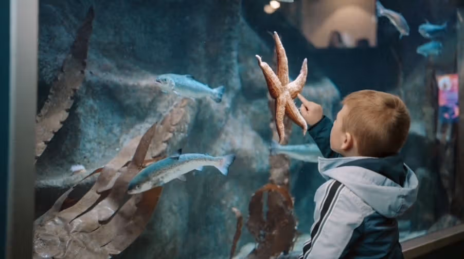 A child pointing at a starfish