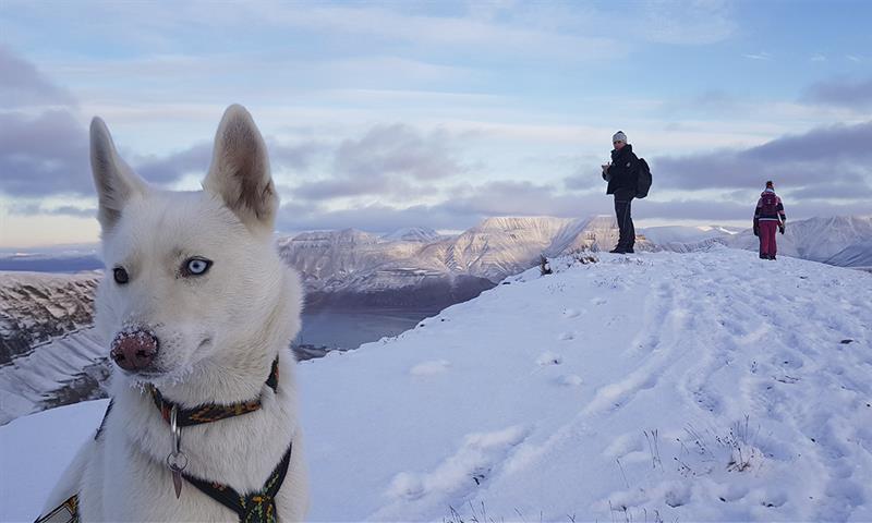 En hund i forgrunnen med to gjester på en fjelltopp i bakgrunnen