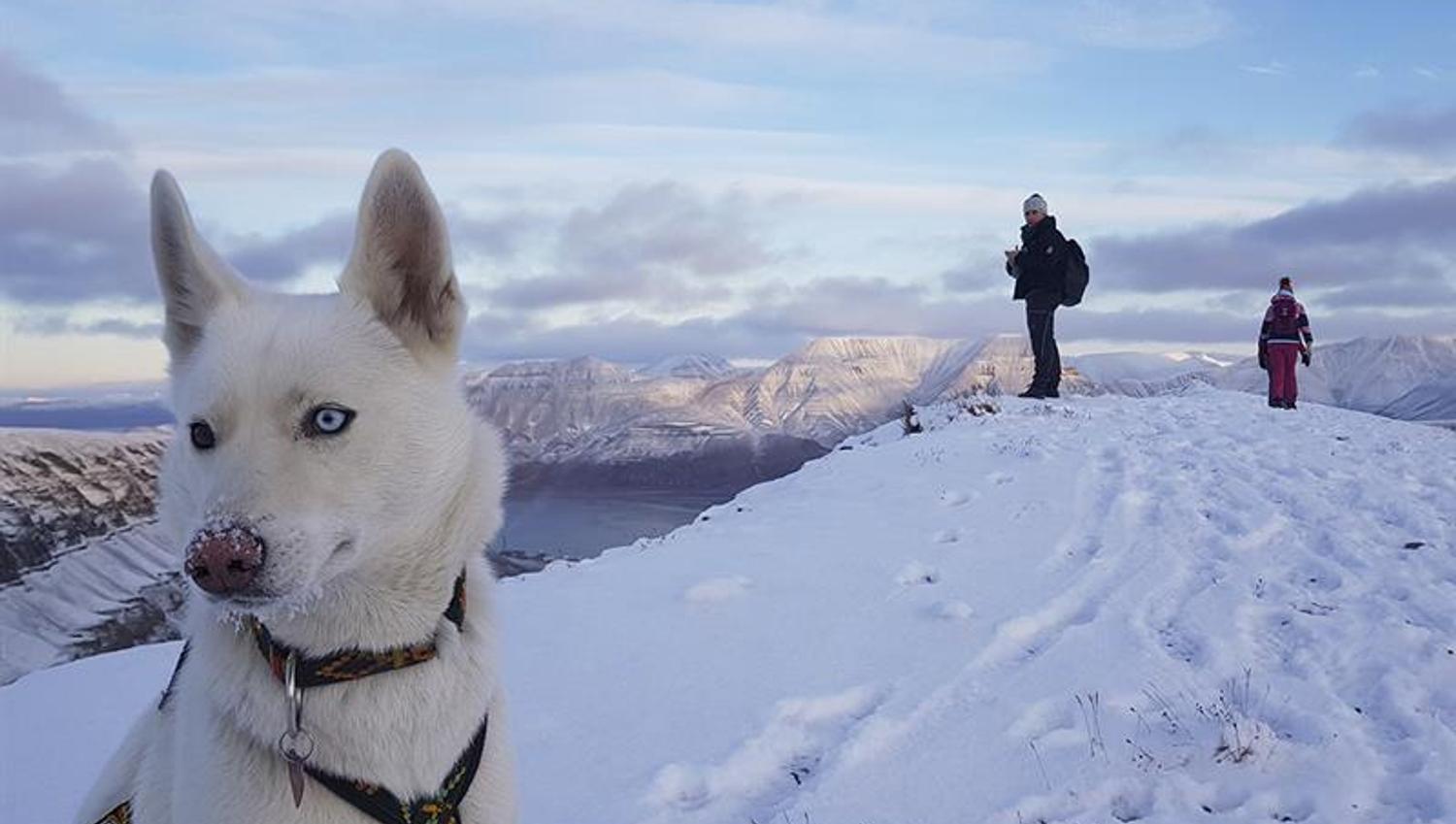 En hund i forgrunnen med to gjester på en fjelltopp i bakgrunnen