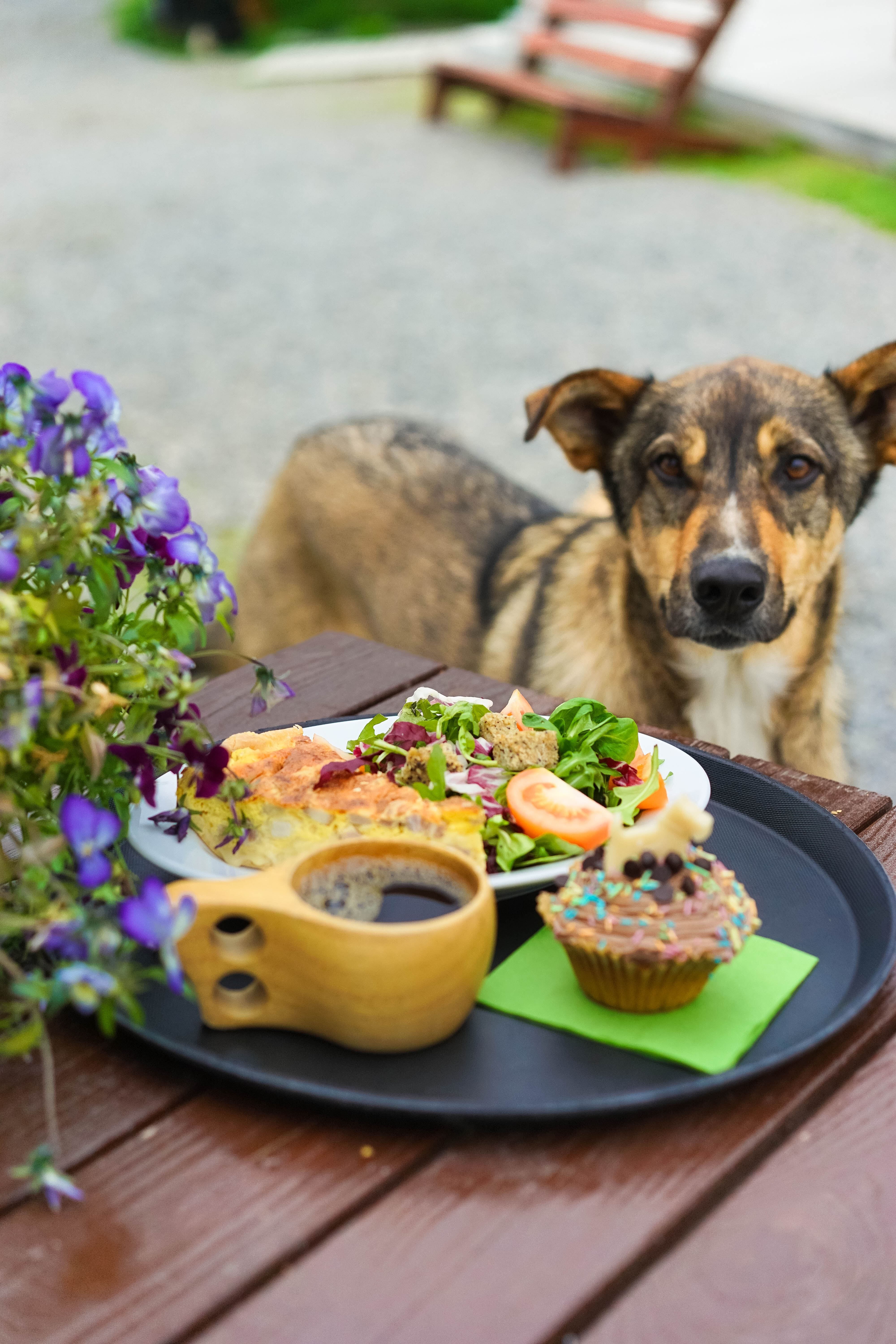 Lunsj på et bord og en hund ved siden av bordet