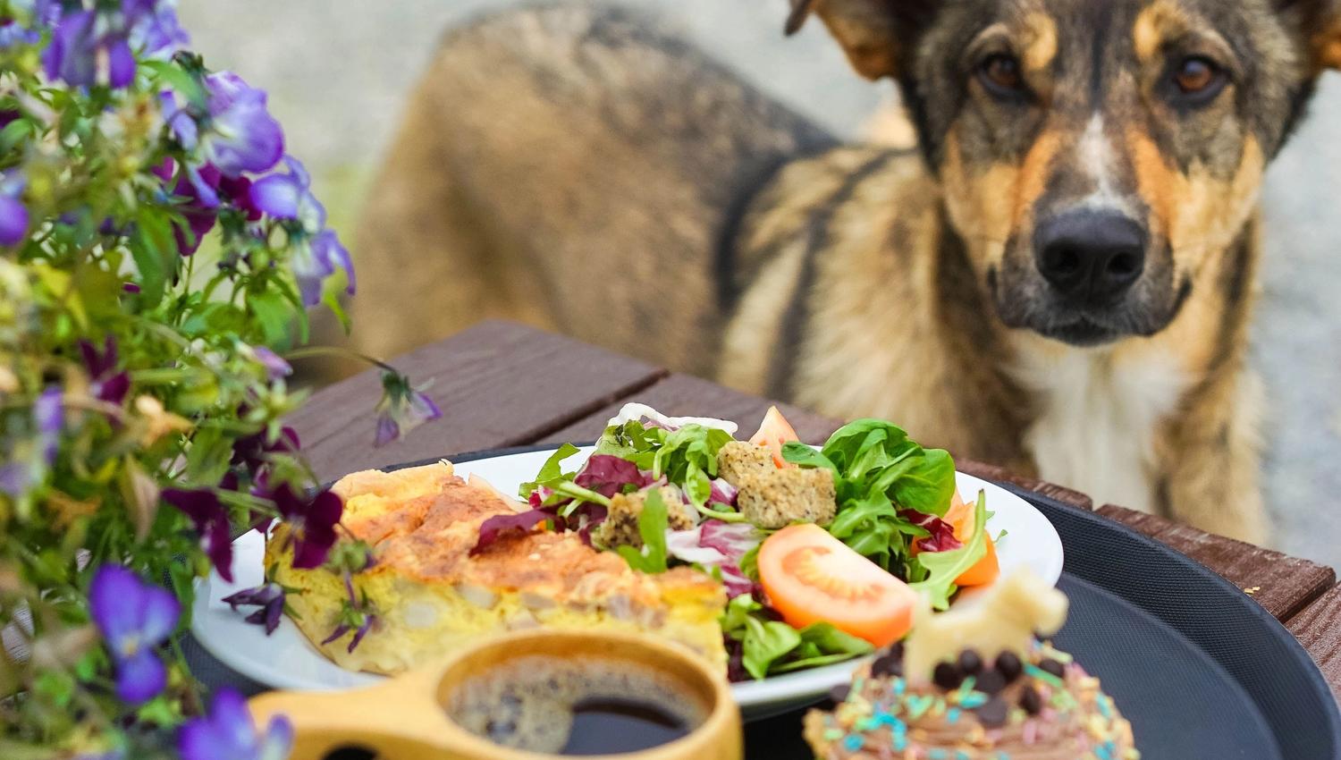 Lunsj på et bord og en hund ved siden av bordet