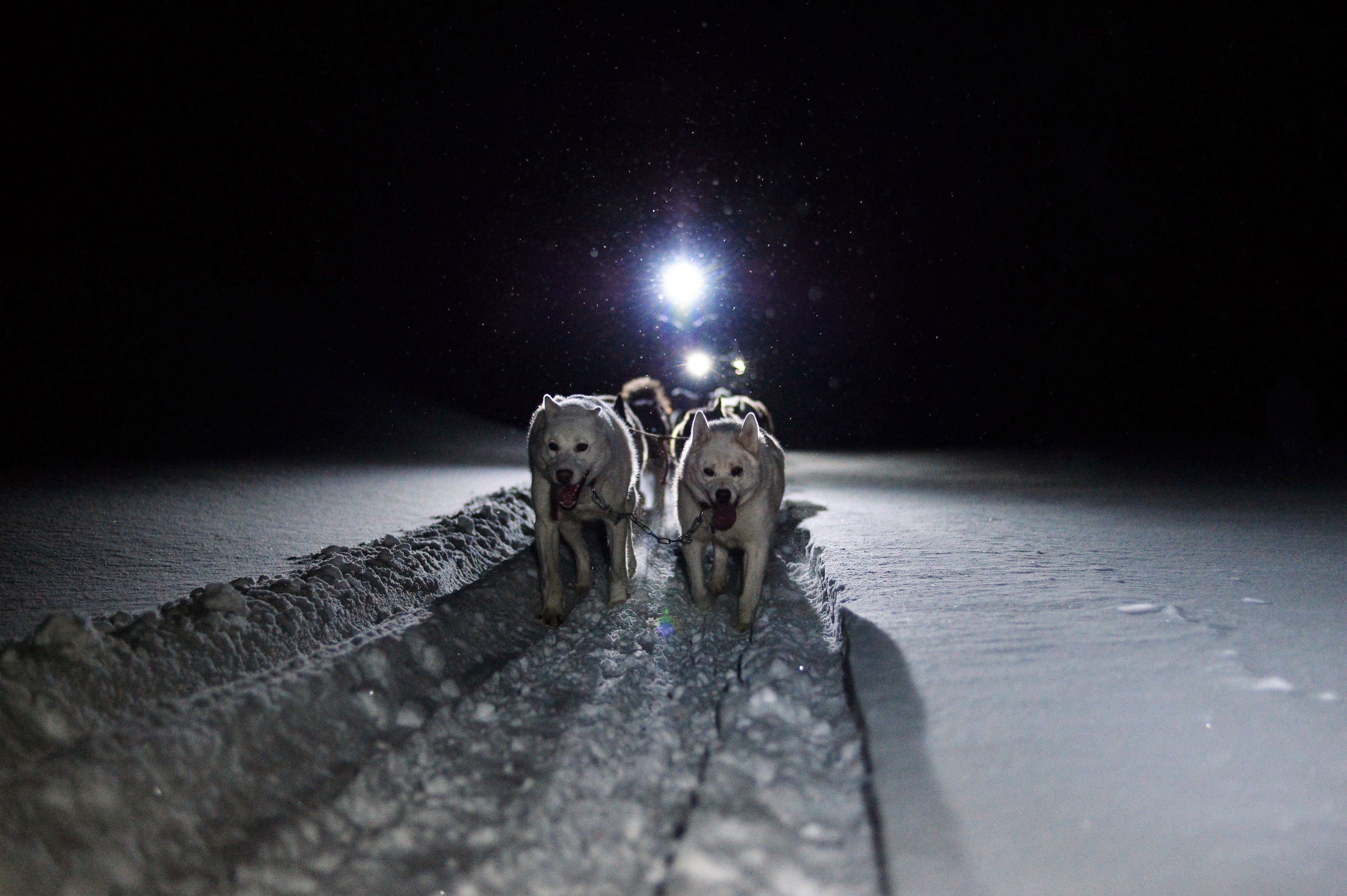Hunder trekker en hundeslede gjennom snøen i polarnatten.