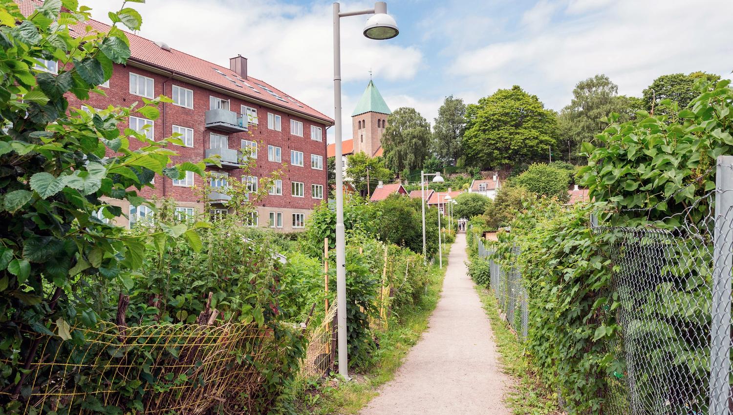 The trail through the garden.